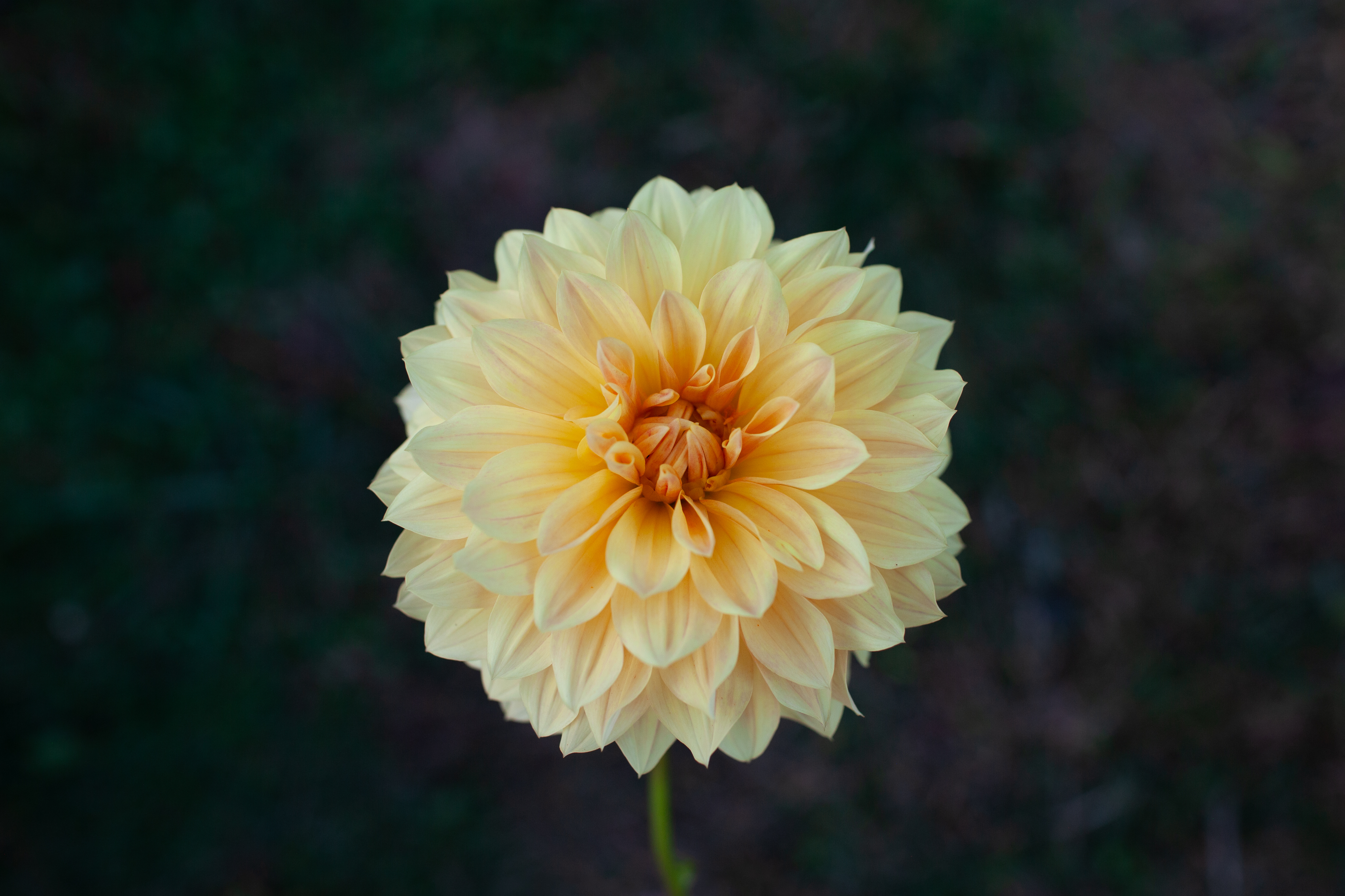 Coseytown Goldilocks dahlia