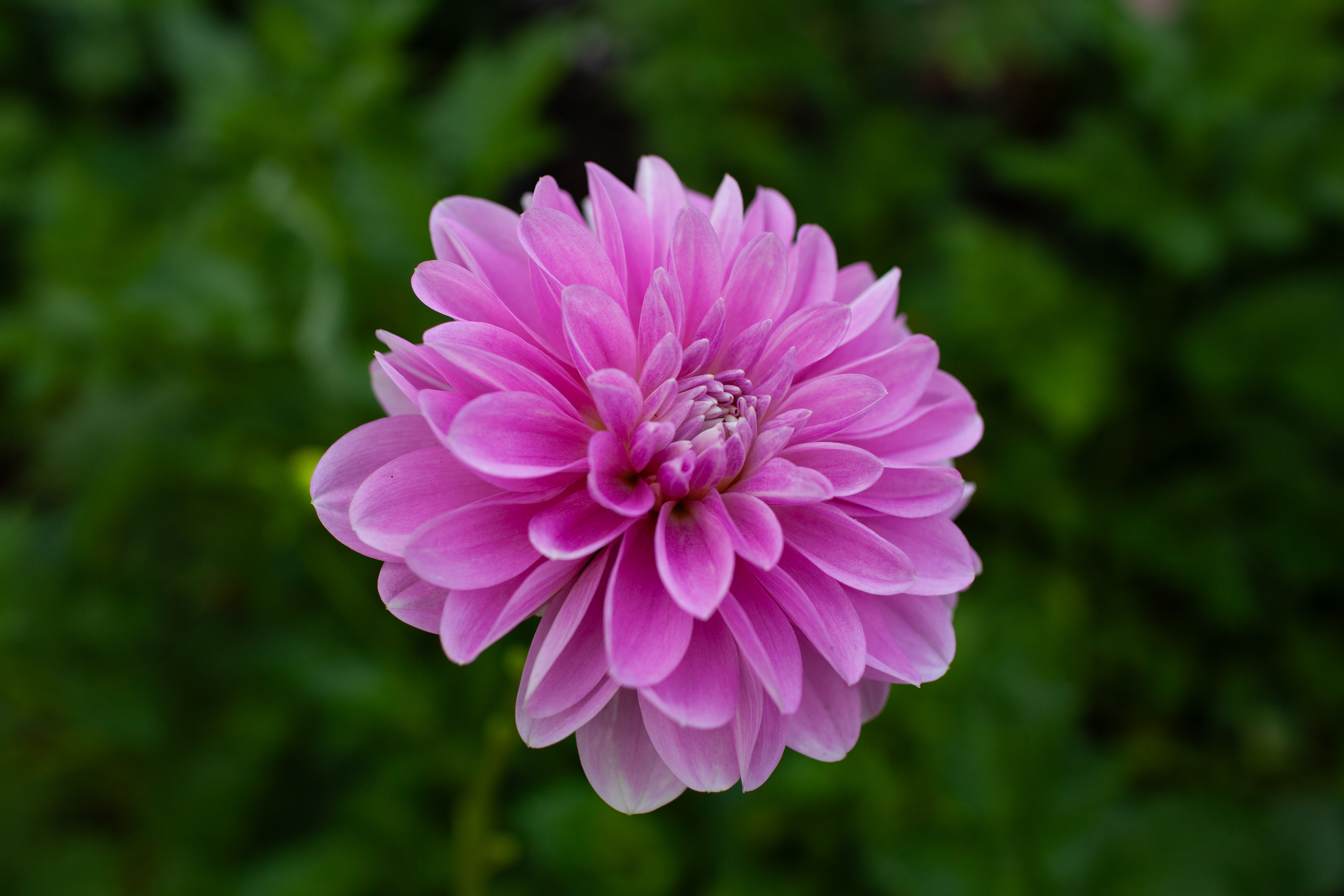 Coseytown Kay dahlia