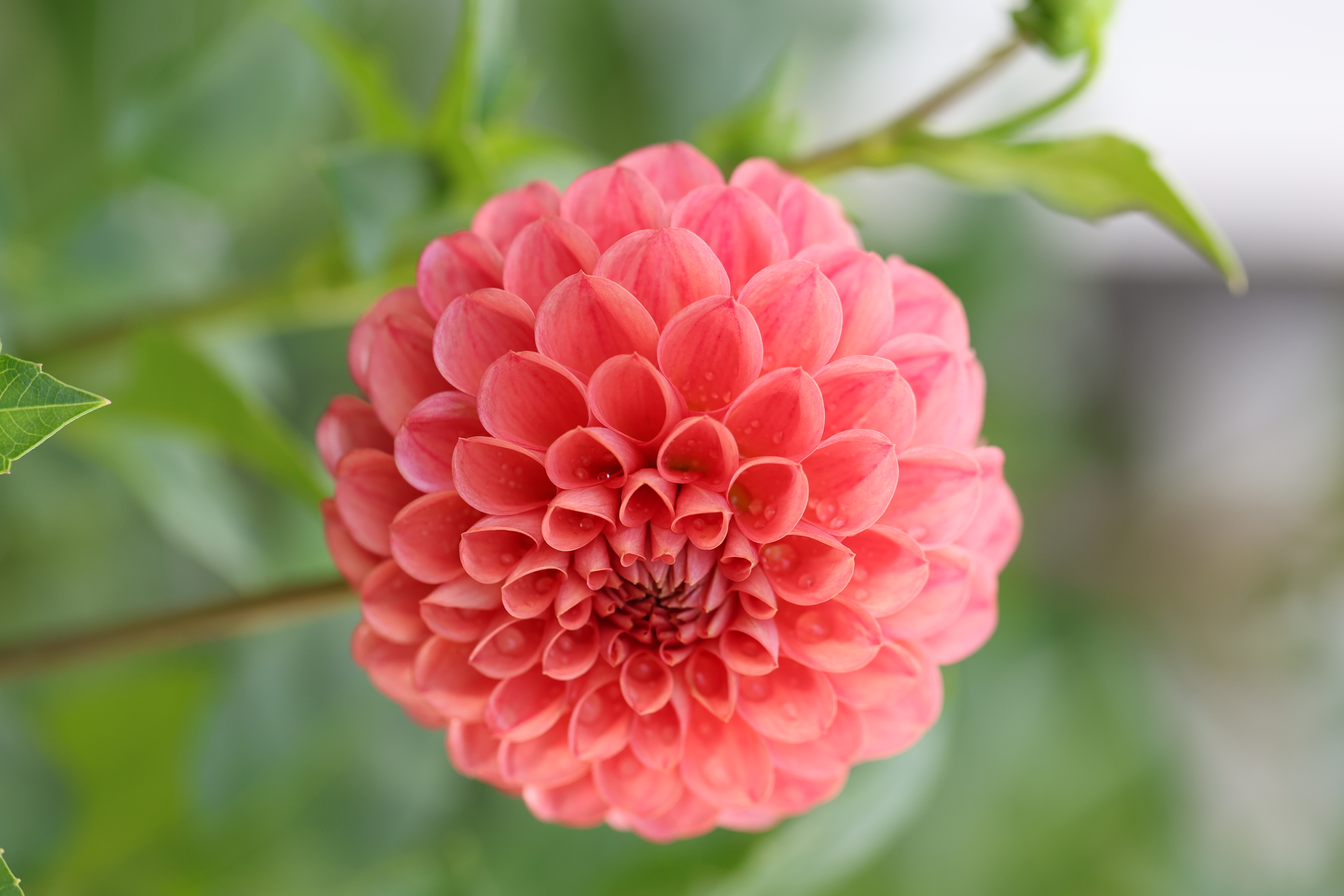 Coseytown Koi dahlia