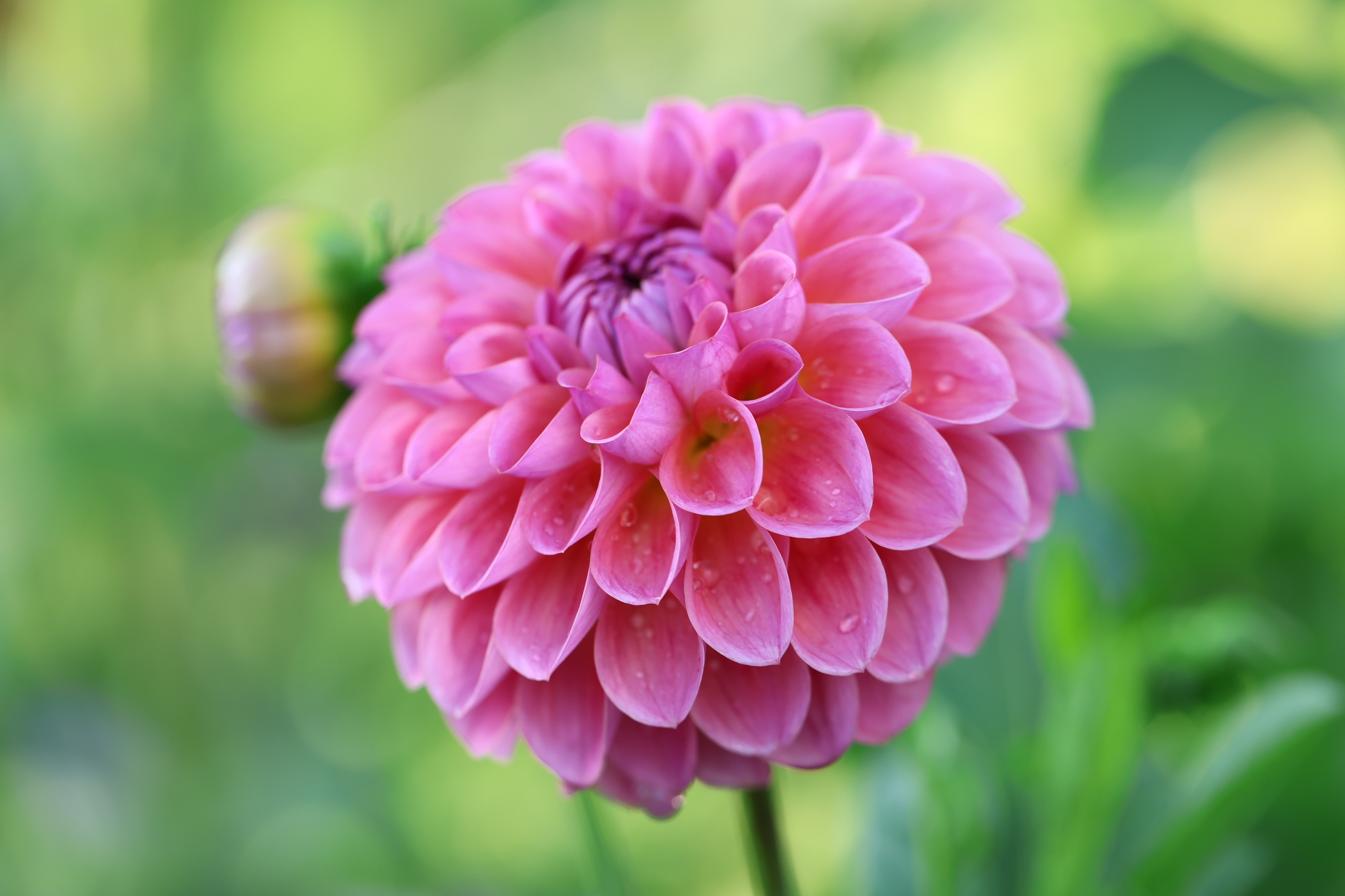 Coseytown Malibu dahlia