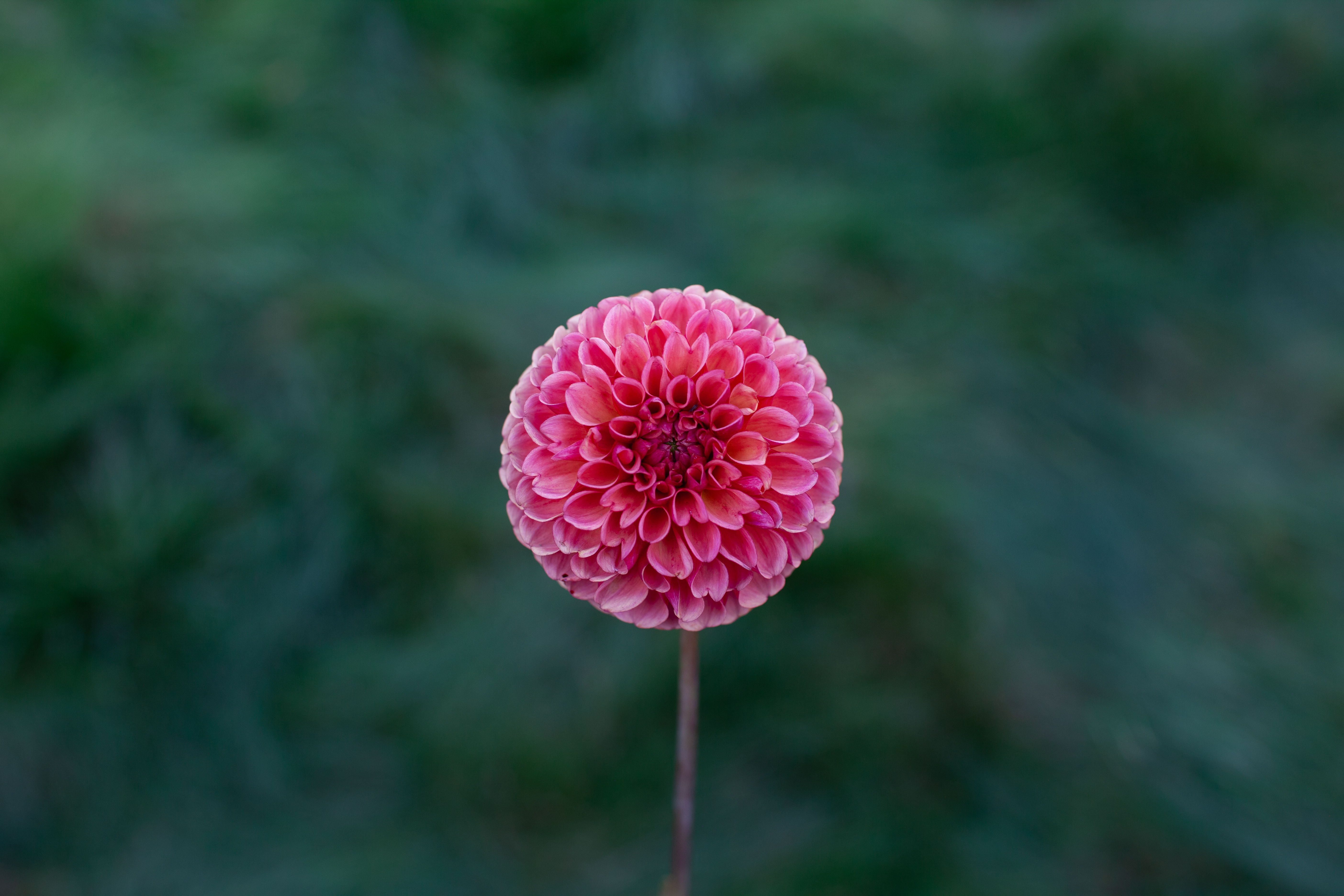 Coseytown Mason dahlia