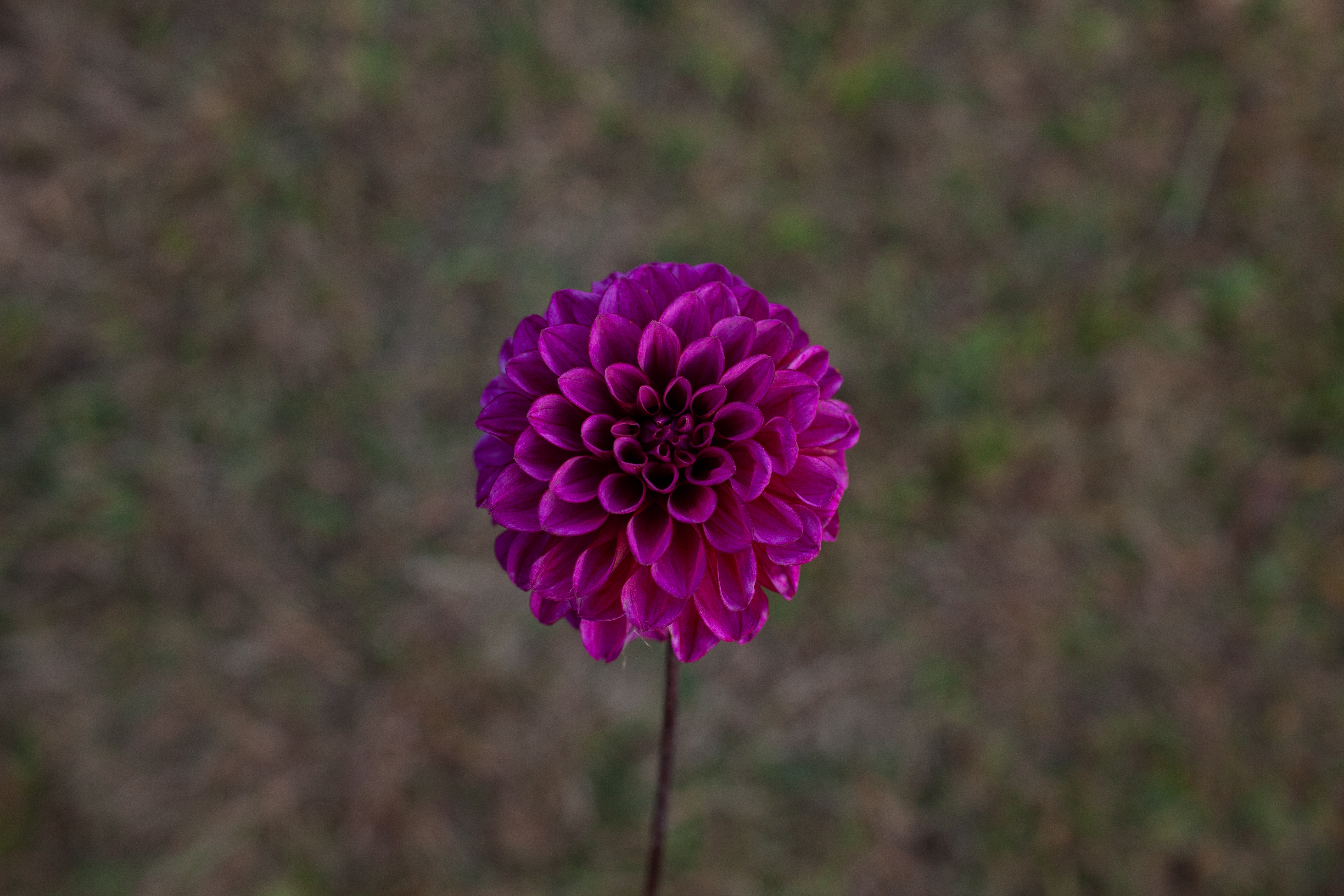 Coseytown Mulberry dahlia