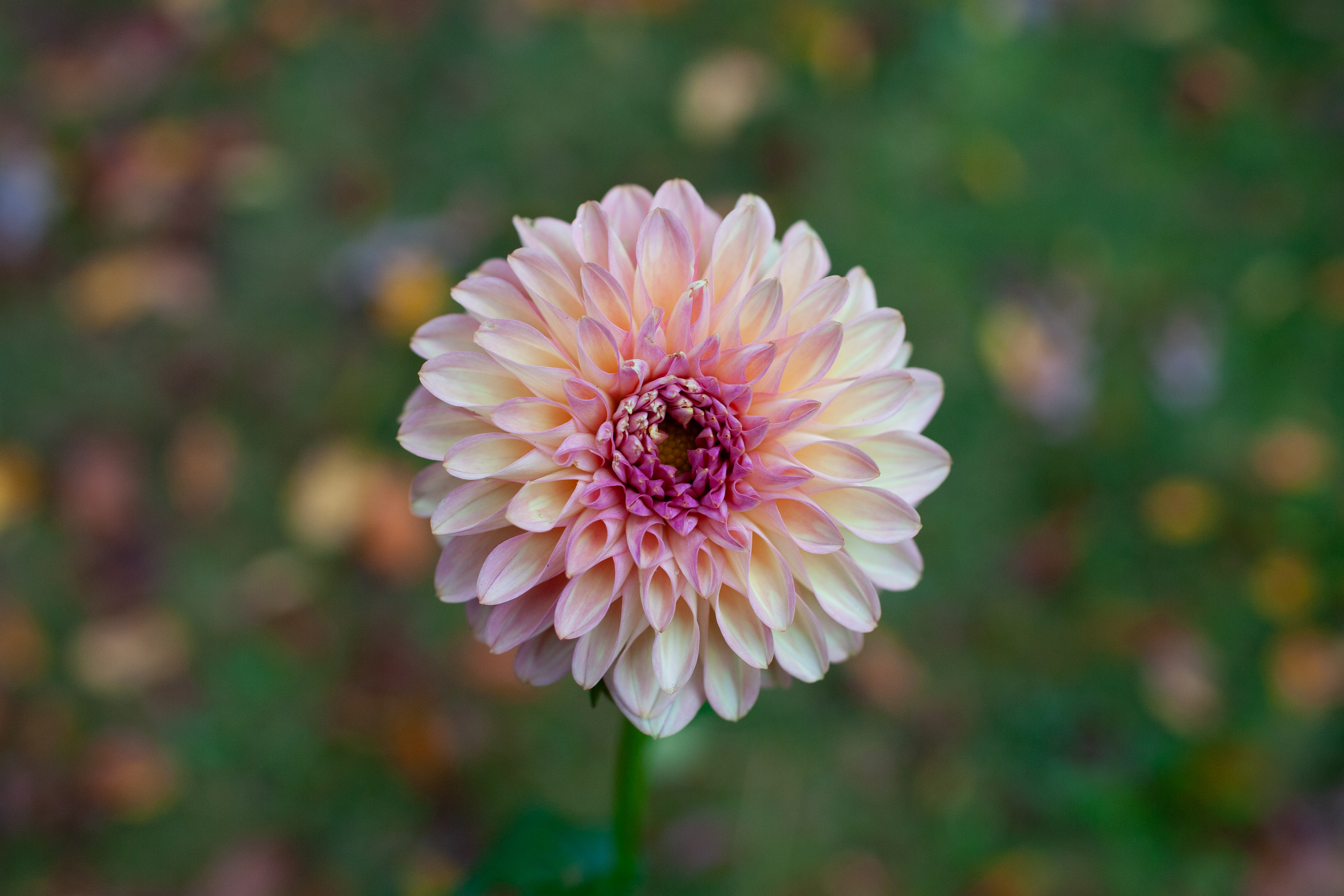 Coseytown Penny dahlia