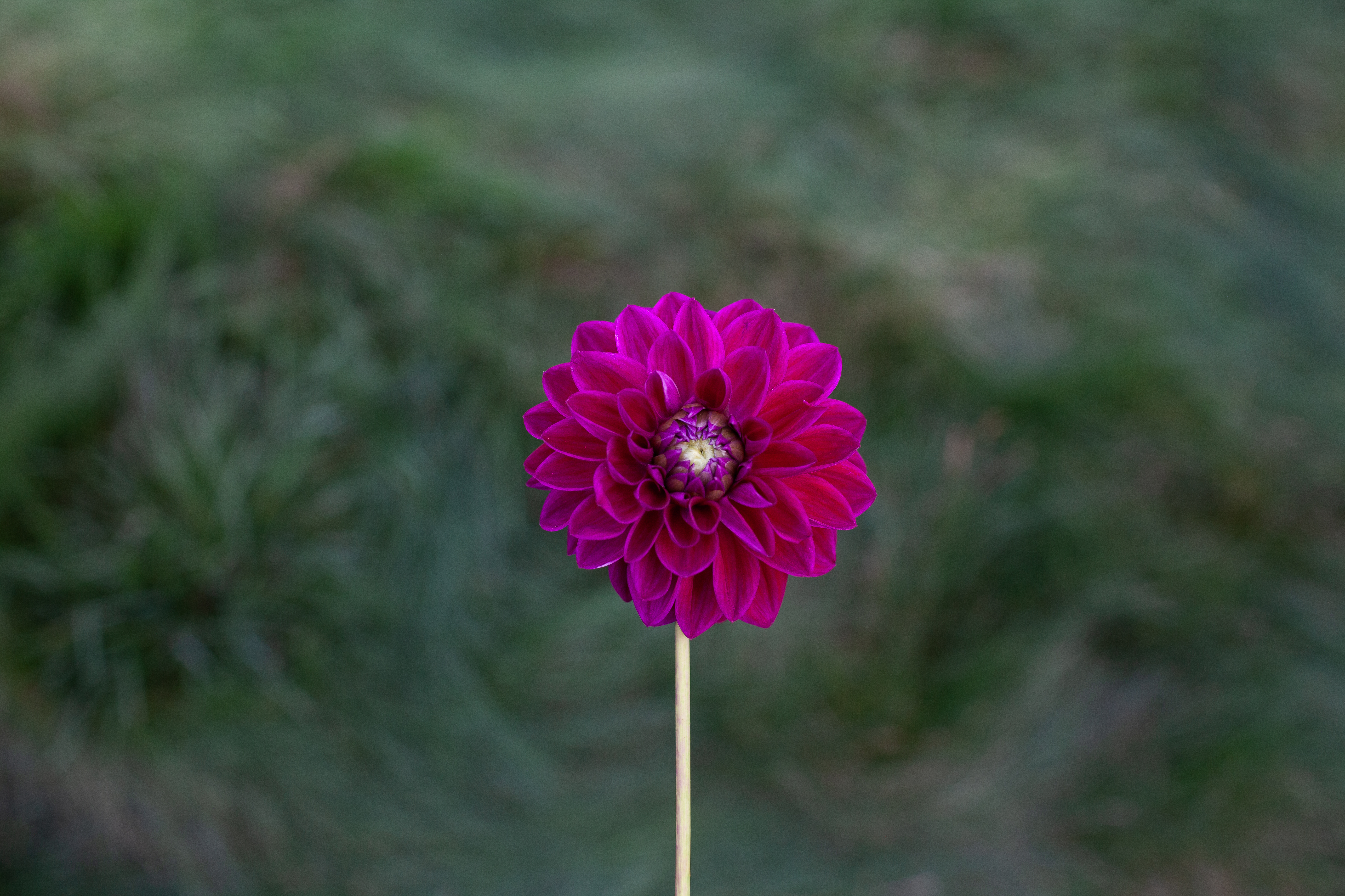 Coseytown Sangria dahlia