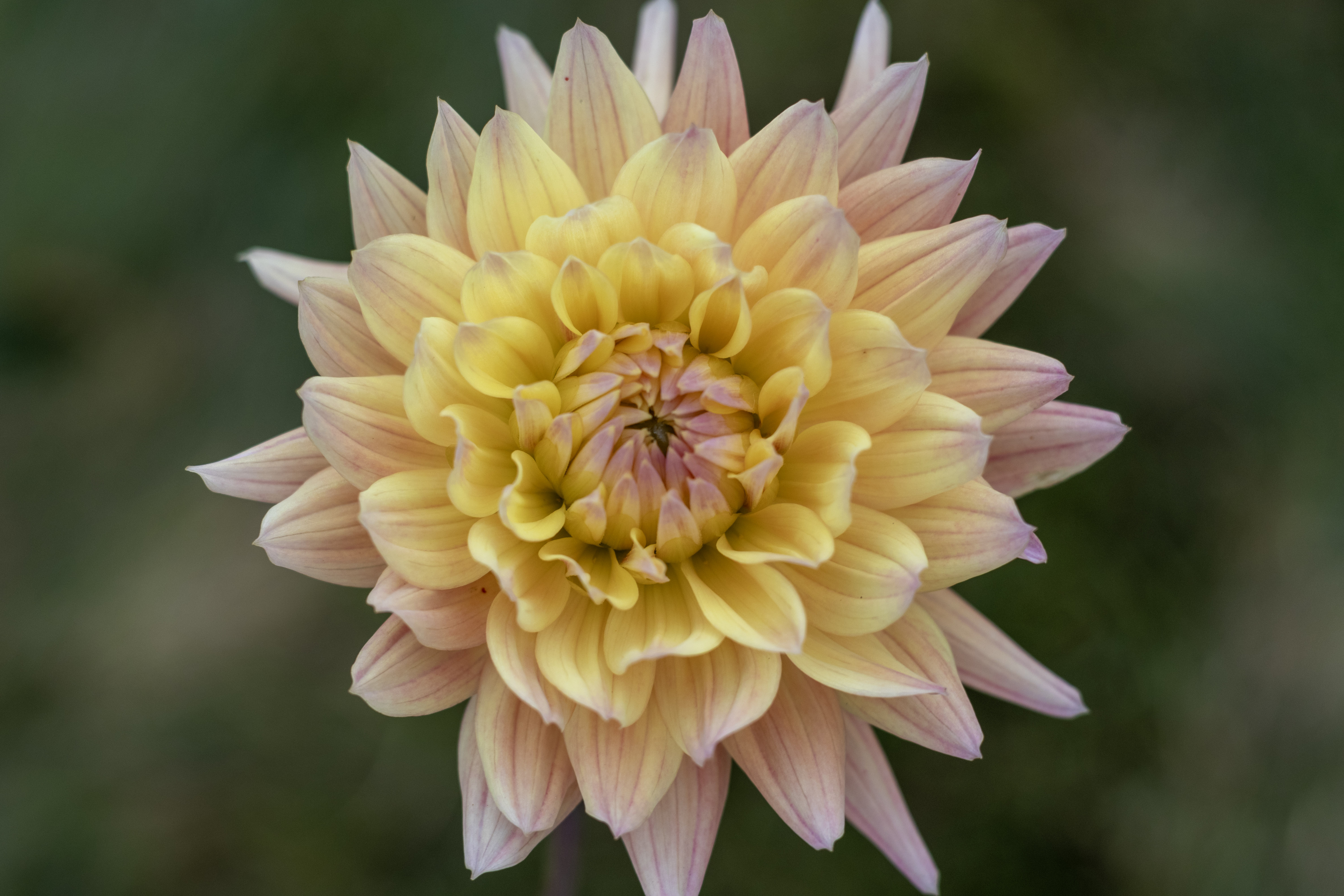 Coseytown Star dahlia