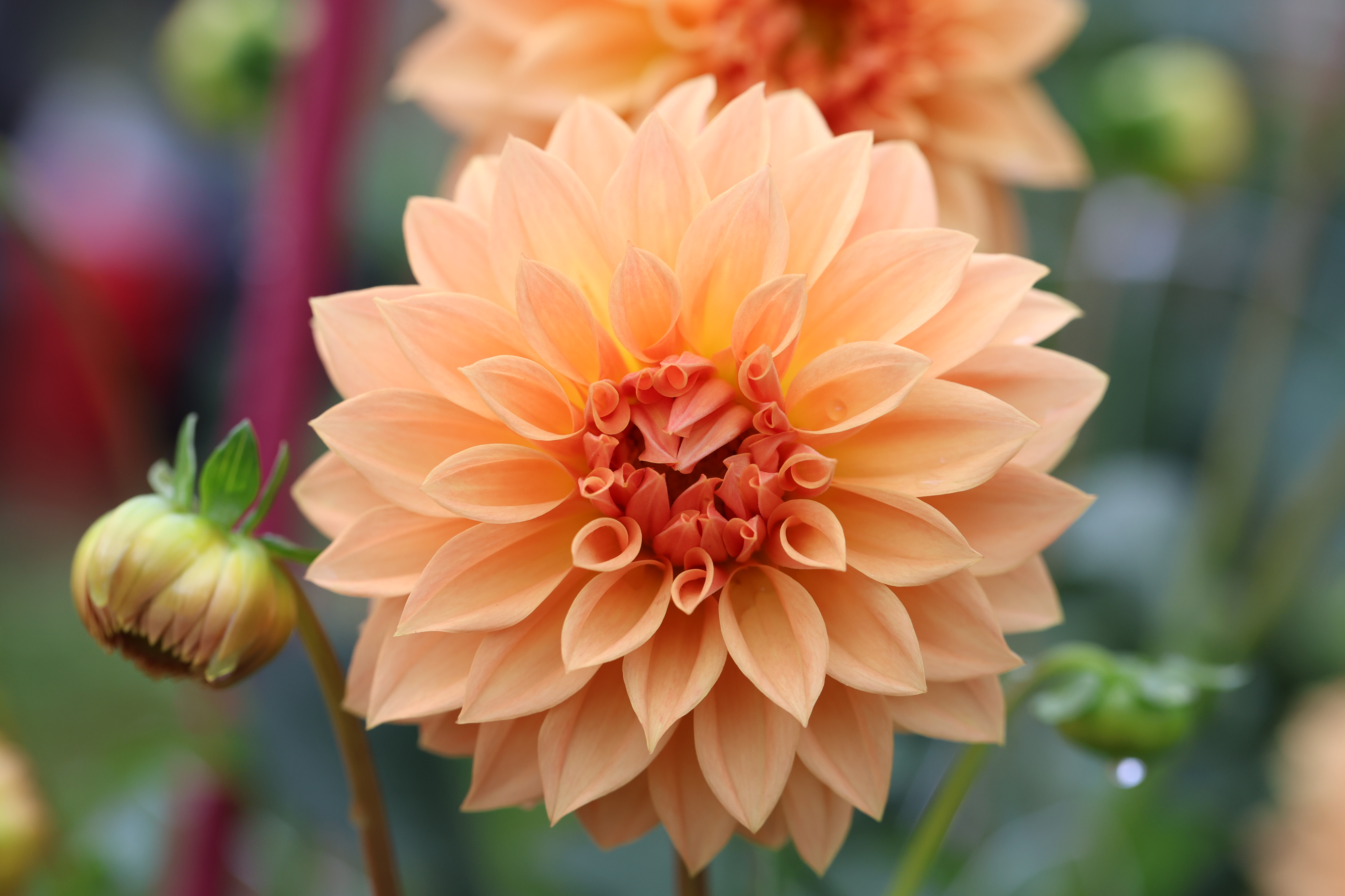 Country Rose dahlia