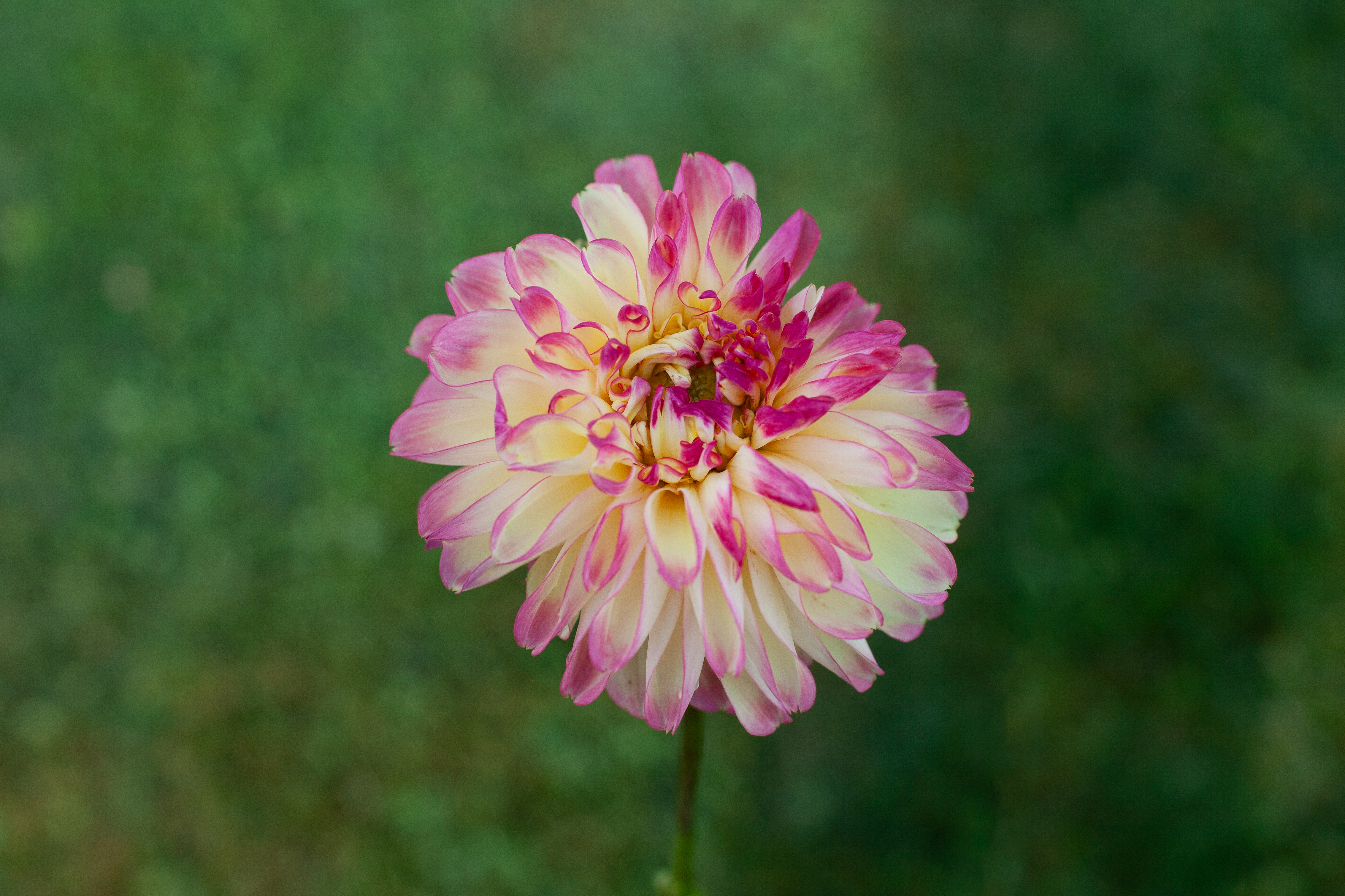 Crazy 4 Teedy dahlia