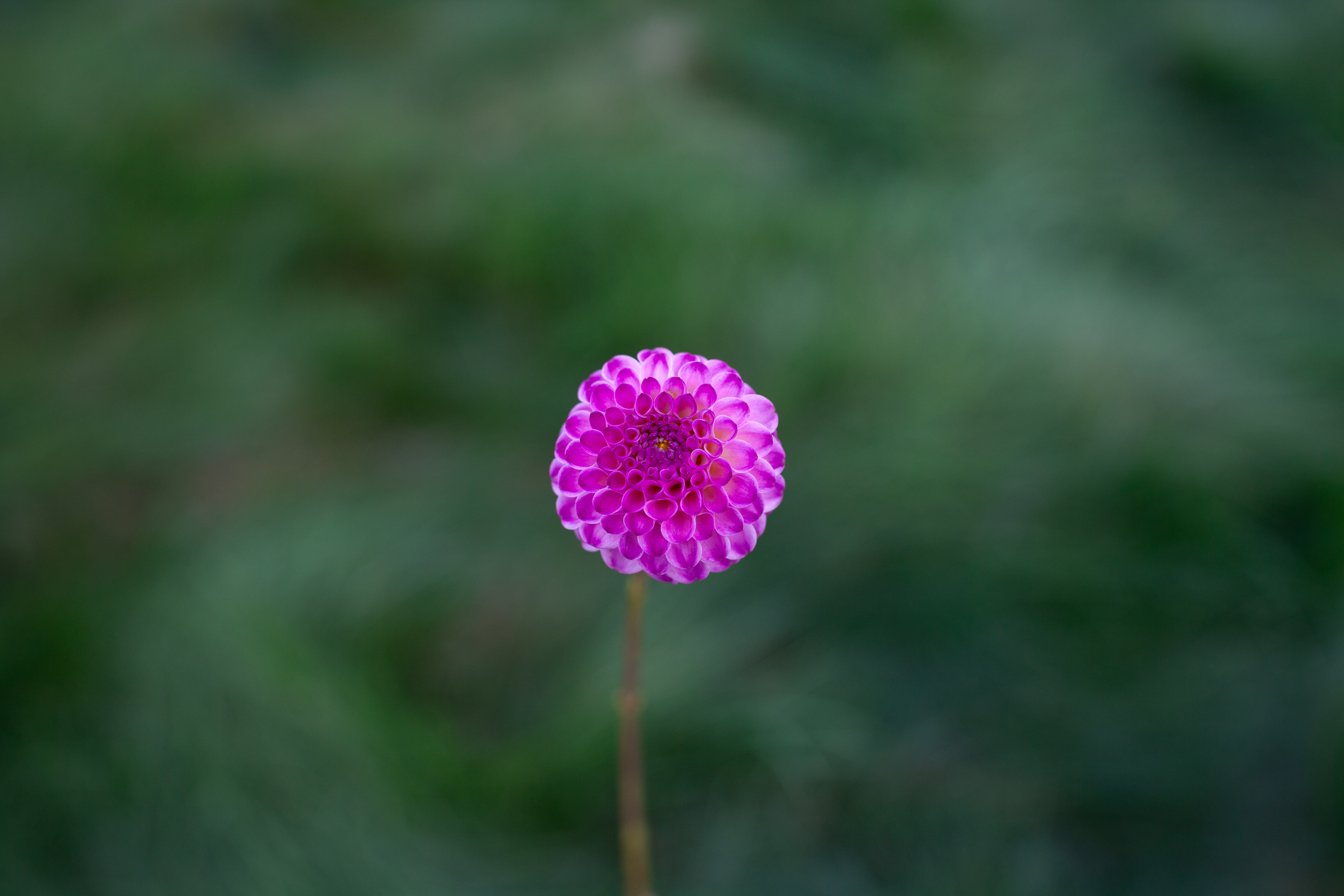 Crazy Cleere's dahlia
