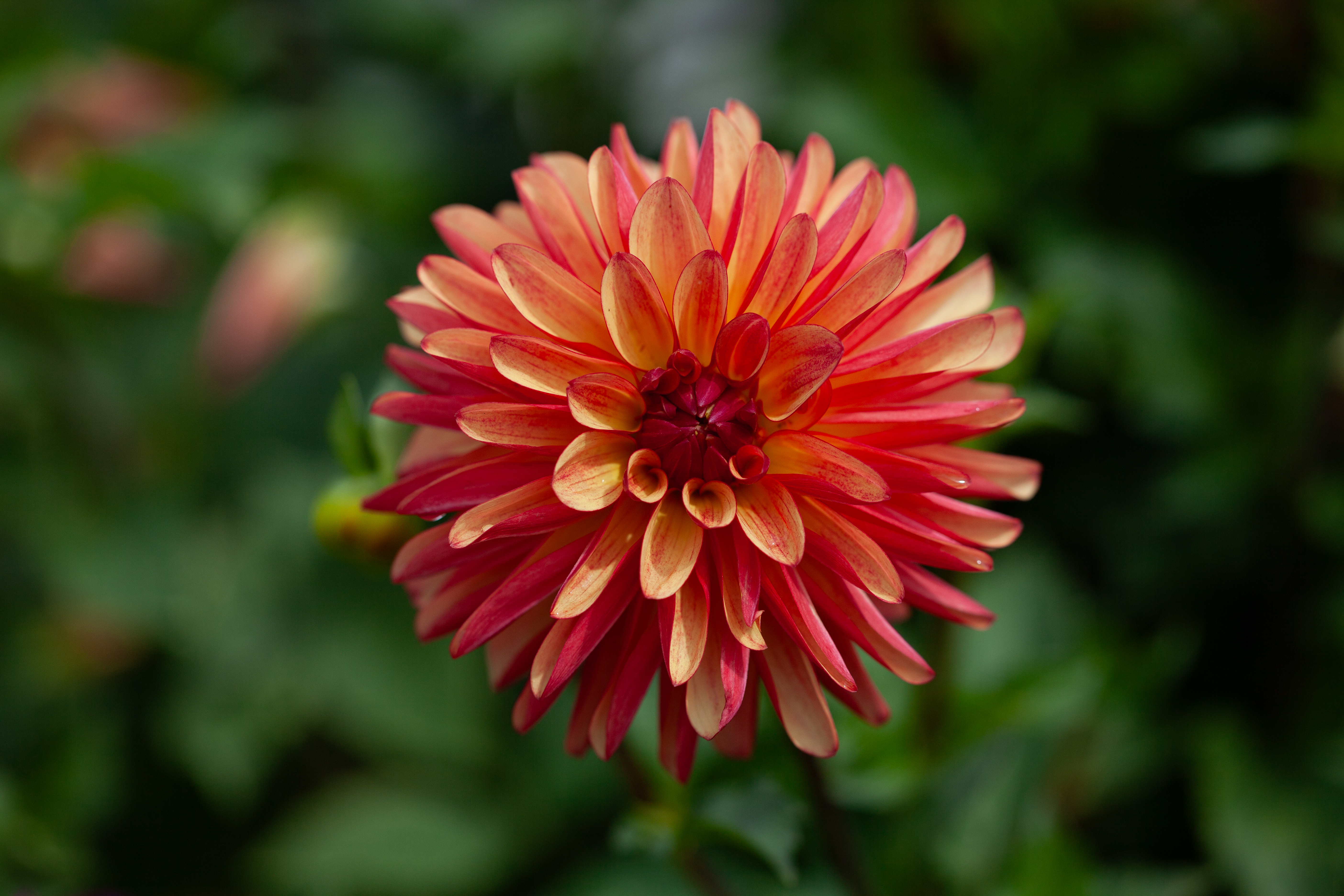 Crazy Legs dahlia