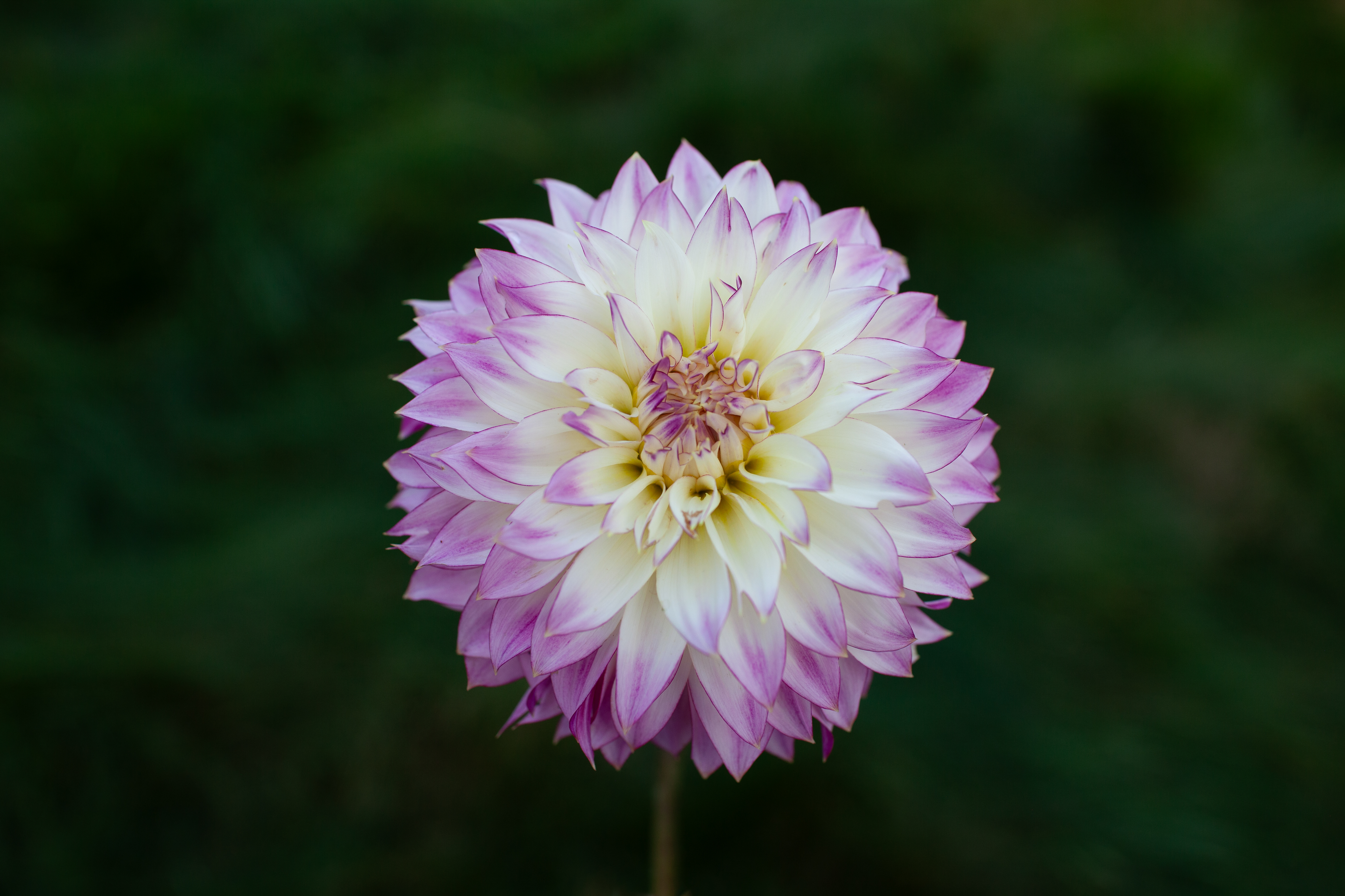 Crazy Love dahlia