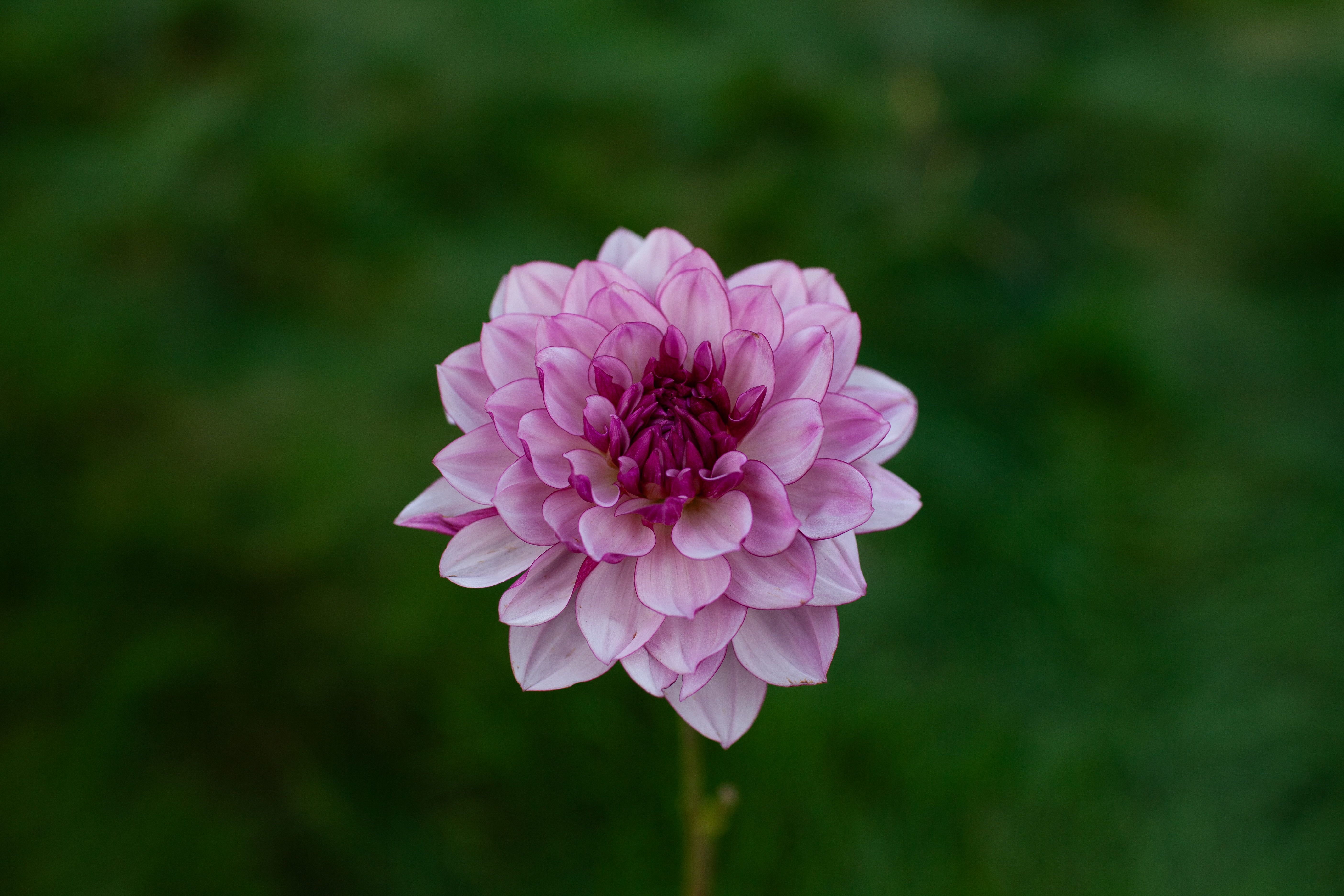 Creme de Cassis dahlia