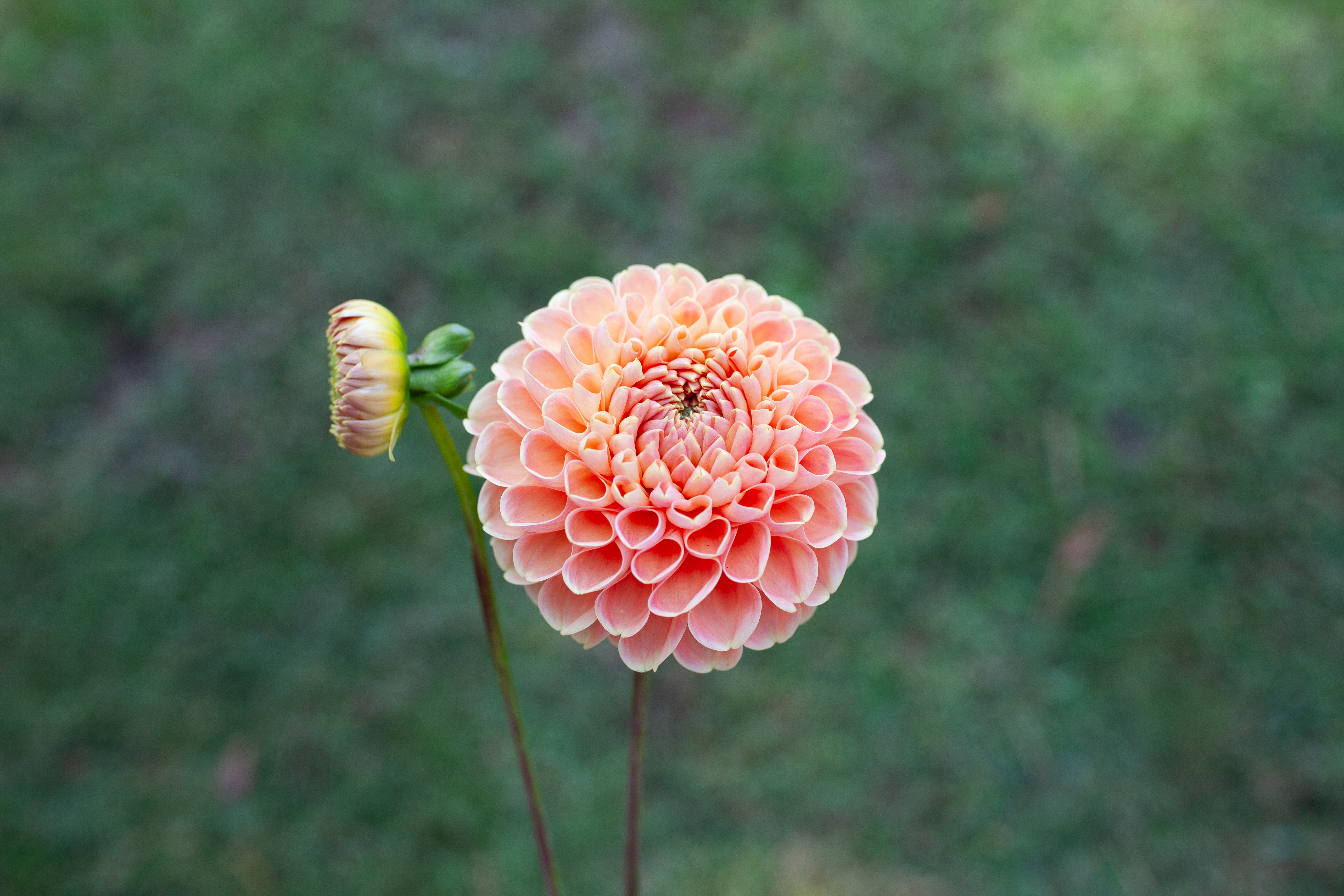 Crichton Honey dahlia