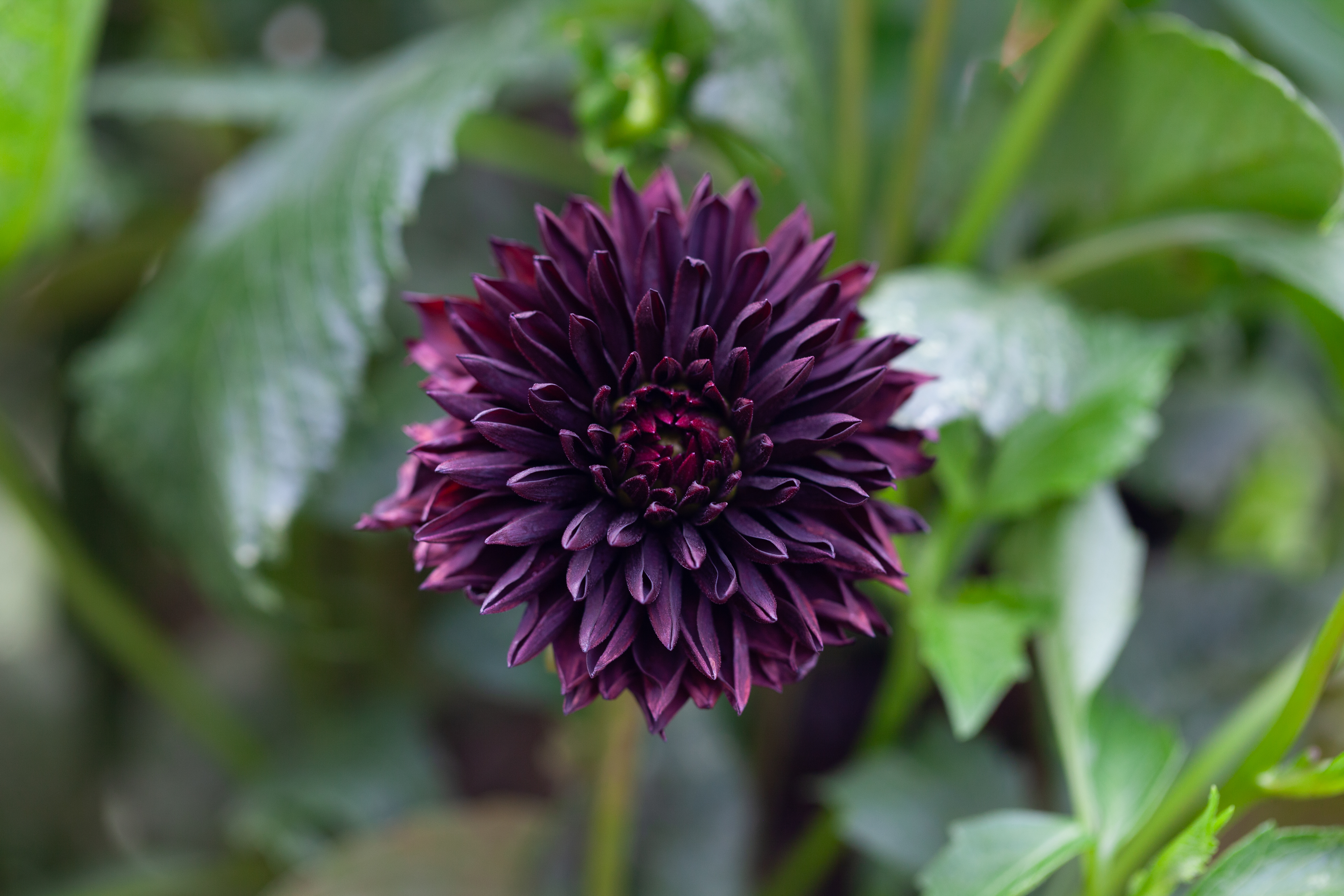 Czarny Charakter dahlia