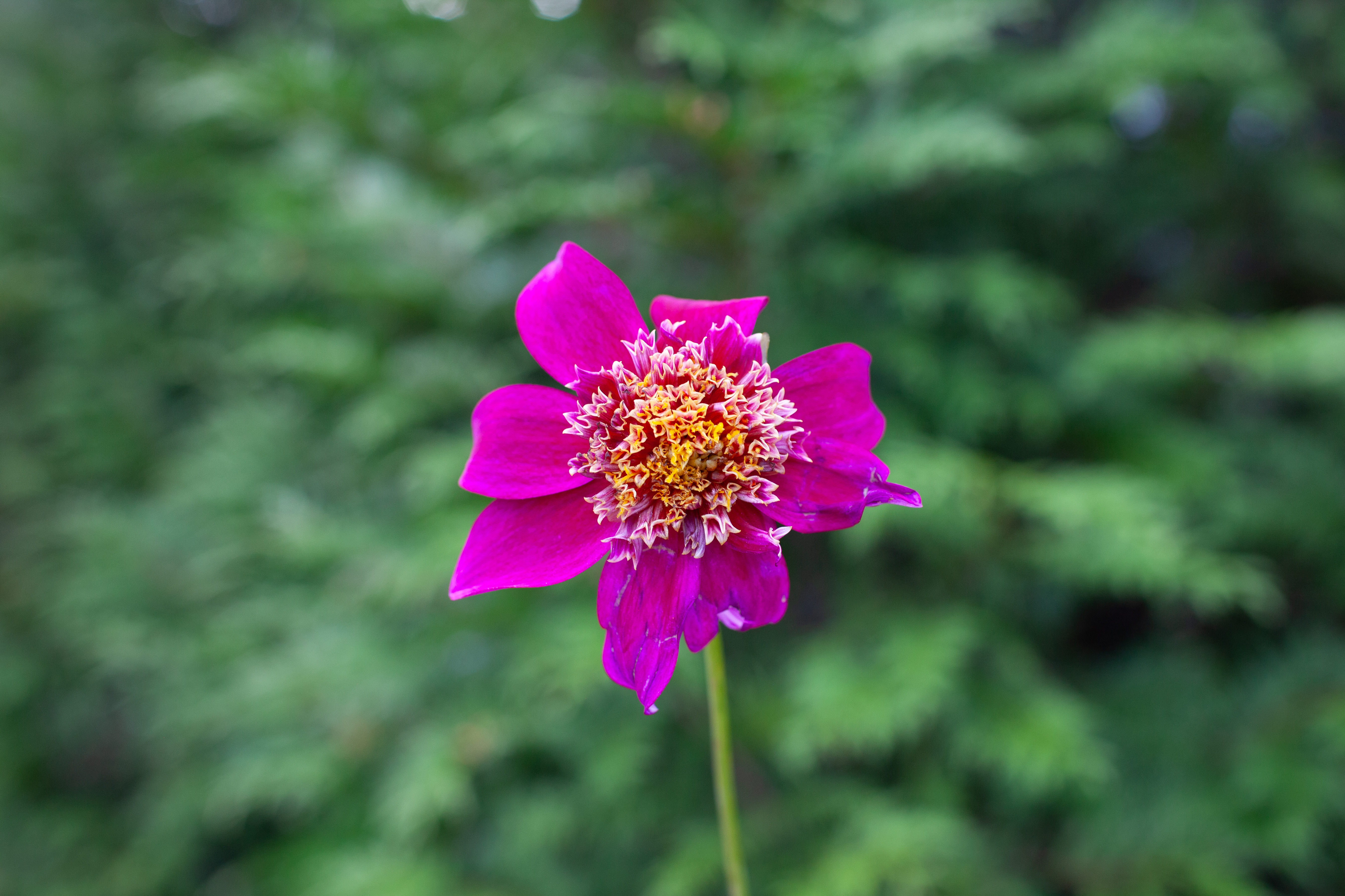 Dad's Favorite dahlia