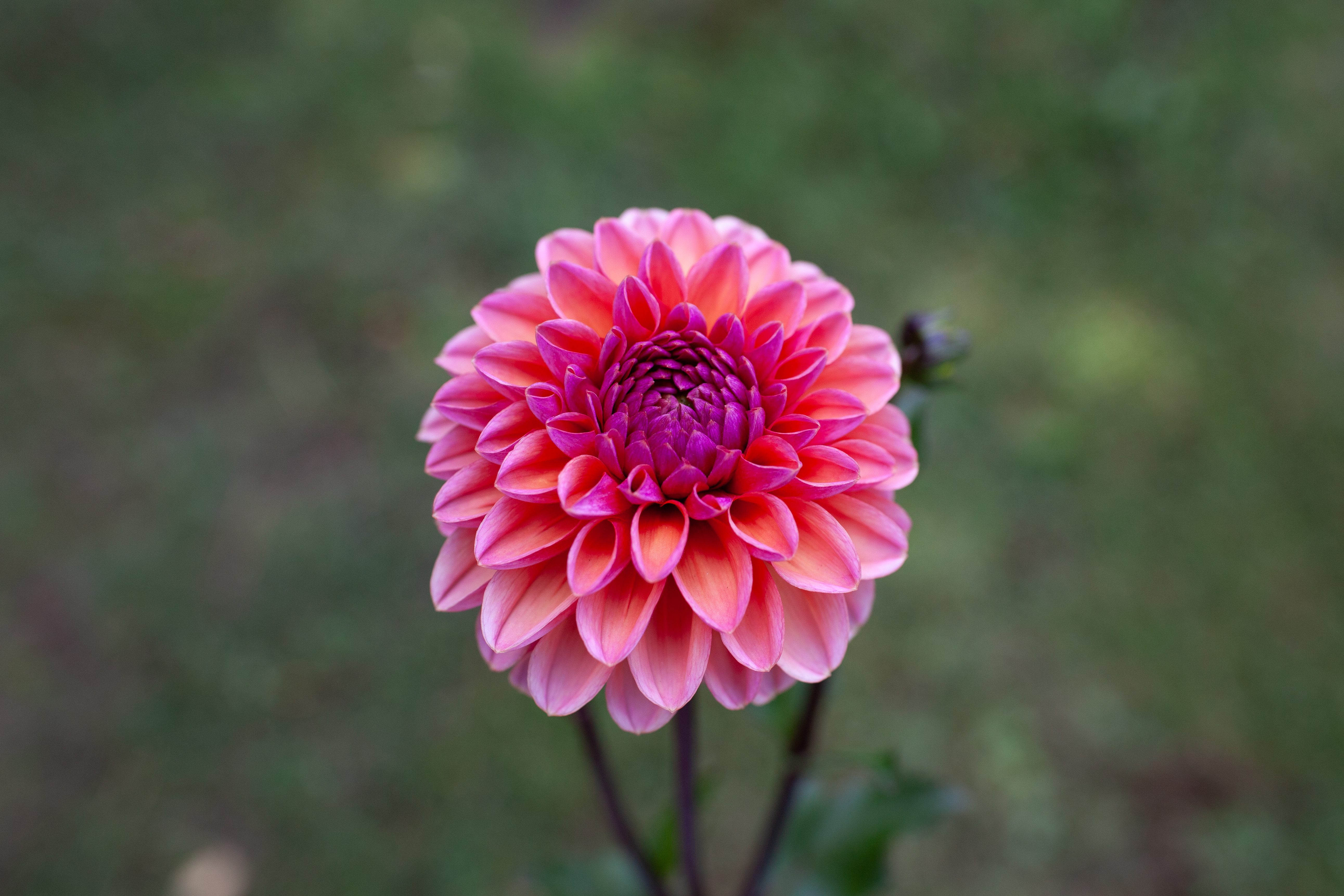 Daisy Duke dahlia