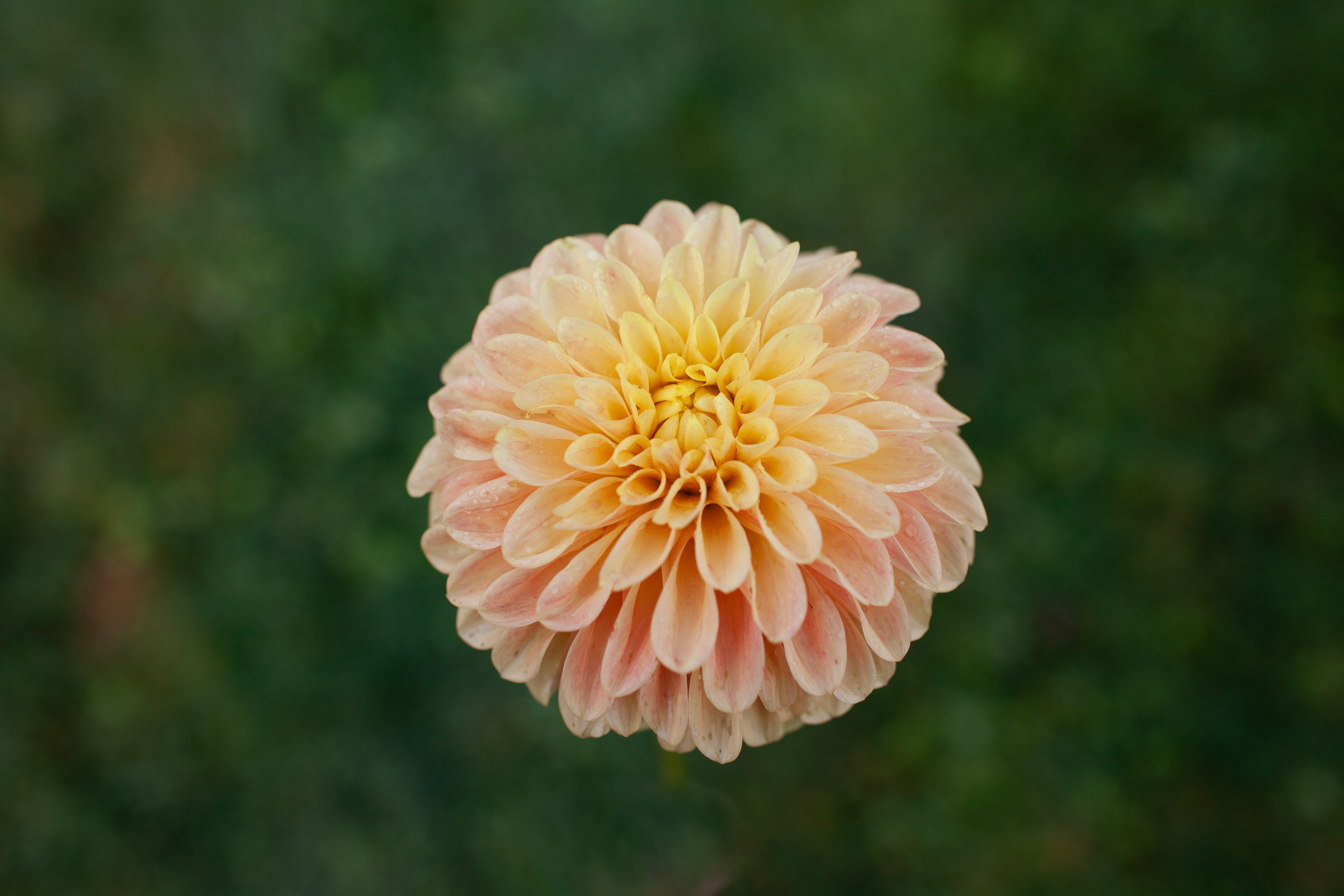 Darcy dahlia
