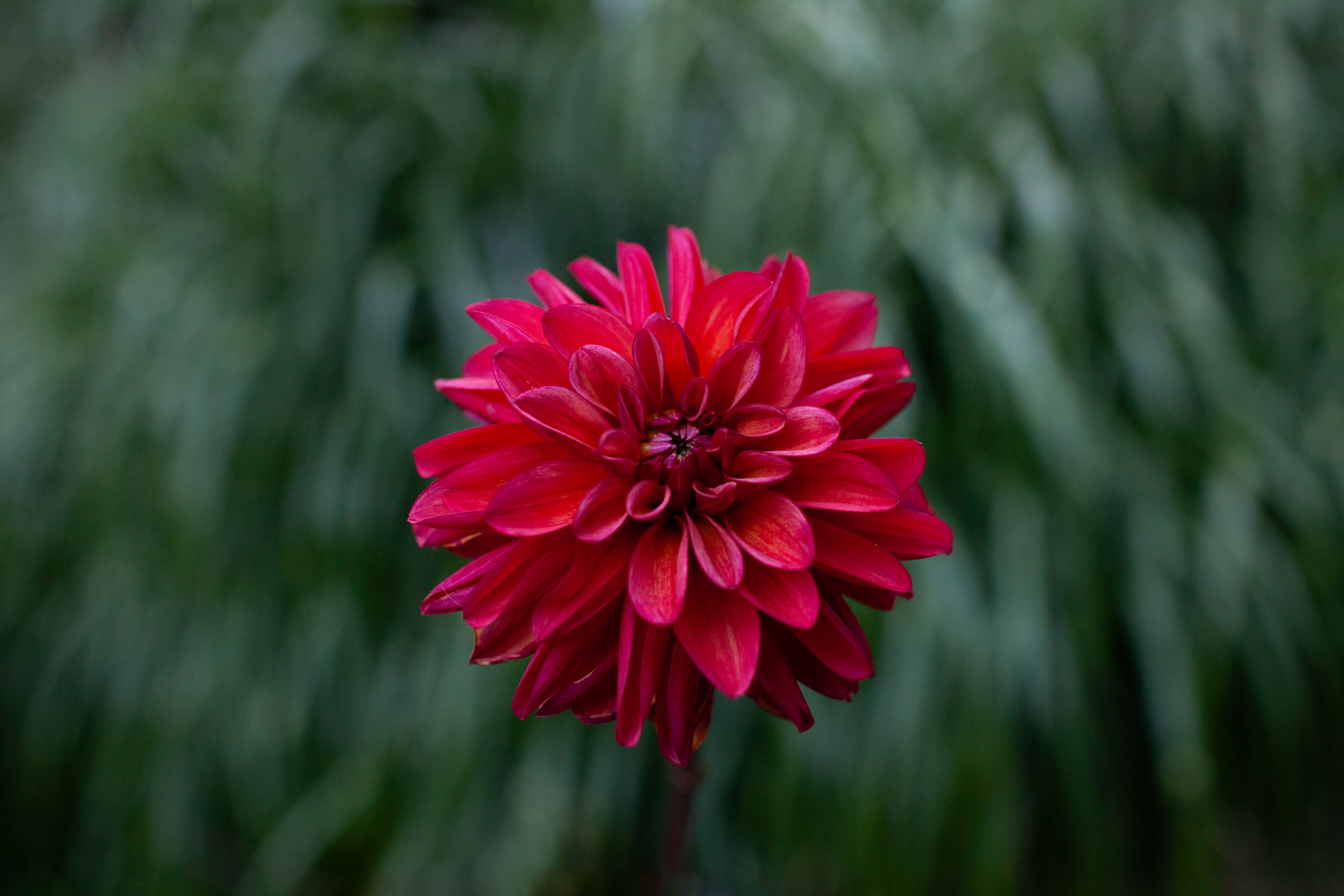 Danique dahlia
