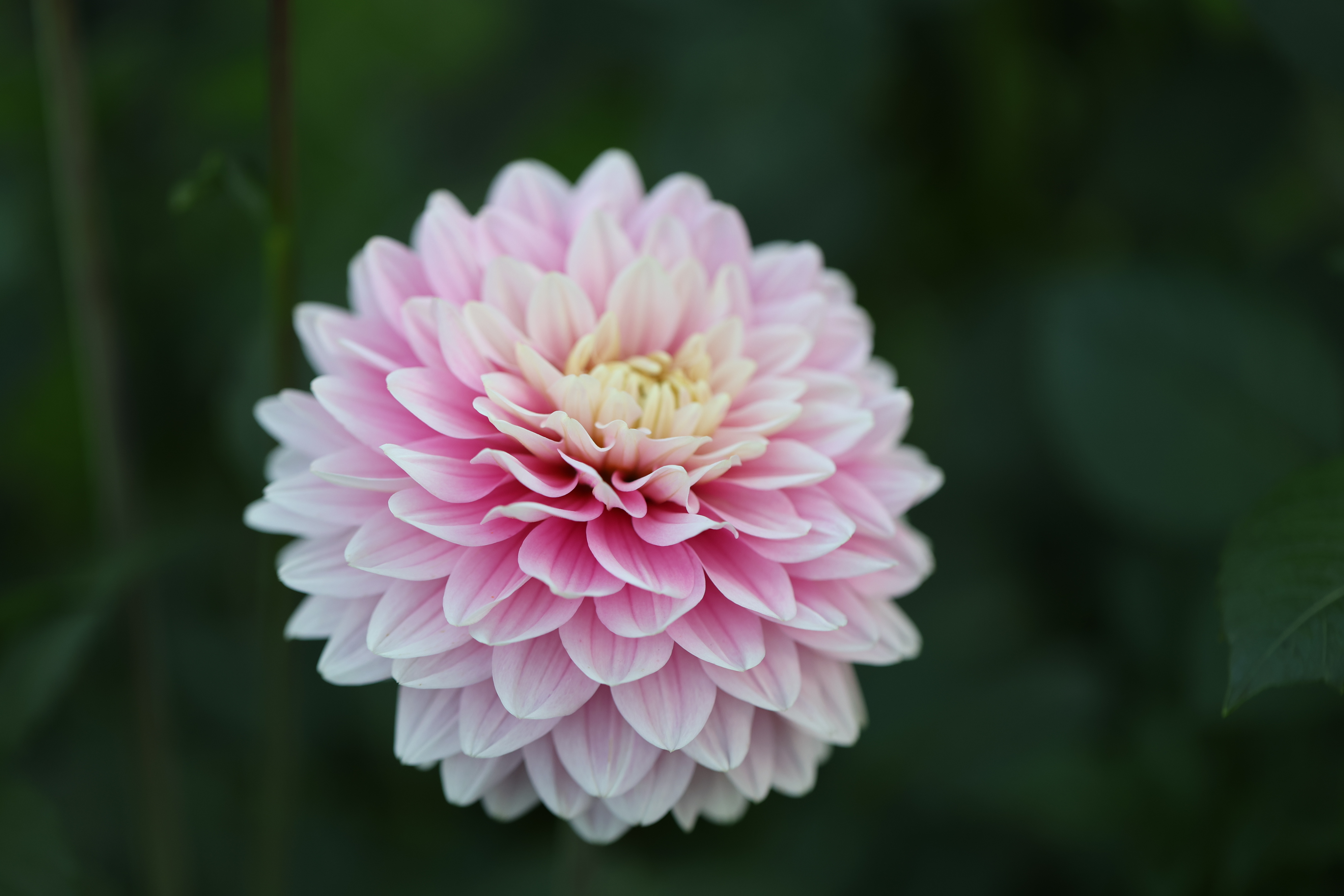 Dapex Pink Delight dahlia