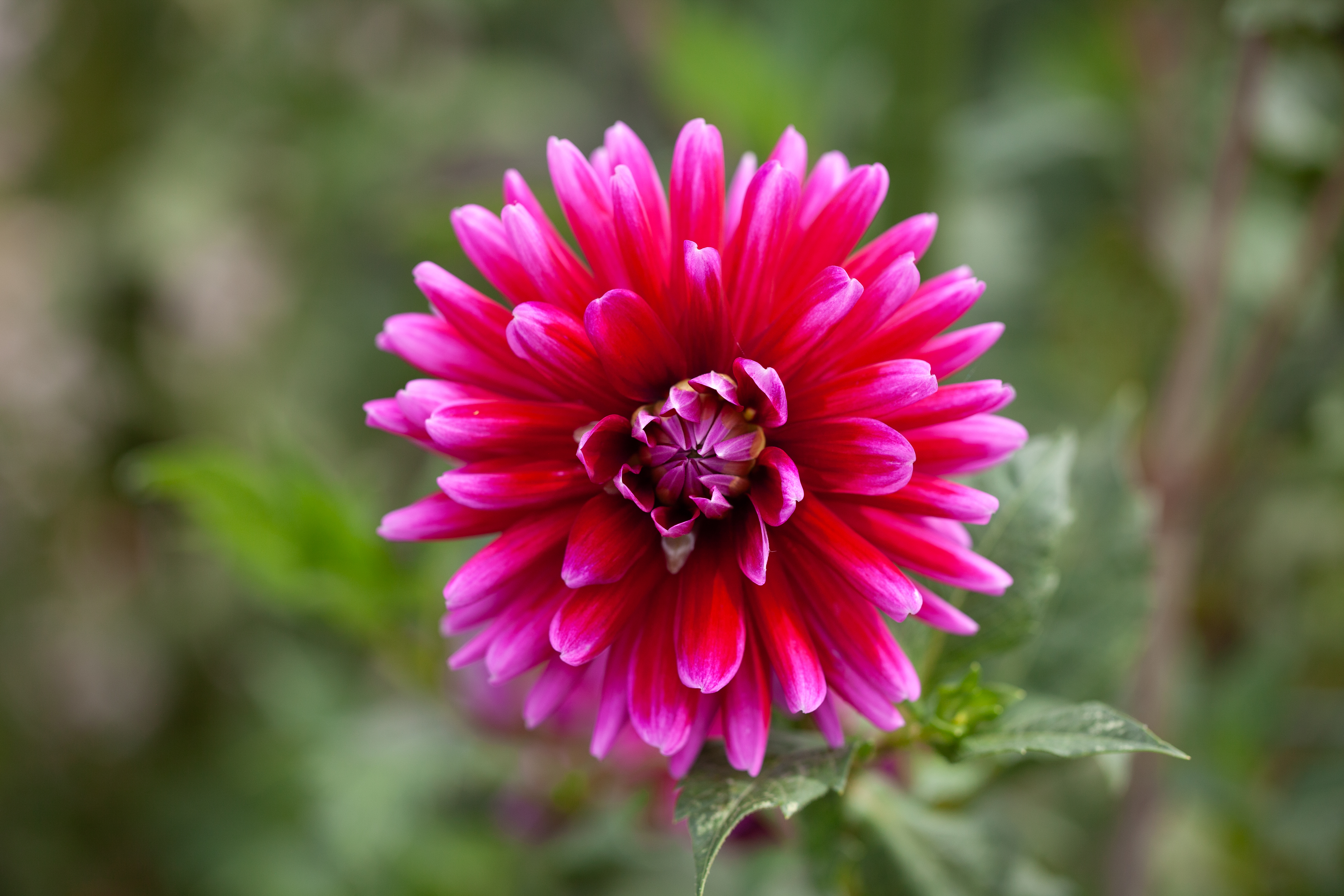 Dark Magic dahlia
