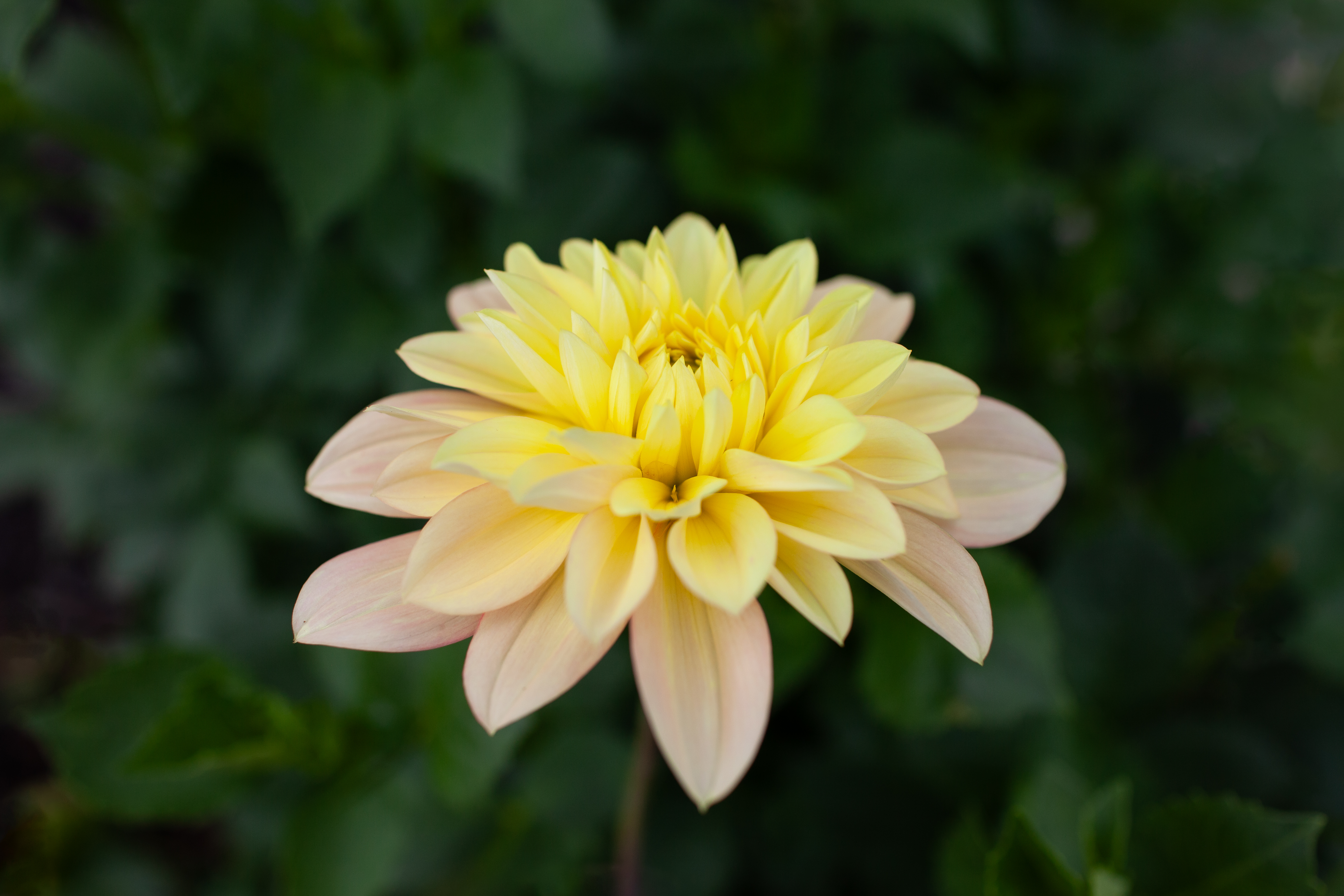 Day Dreamer dahlia