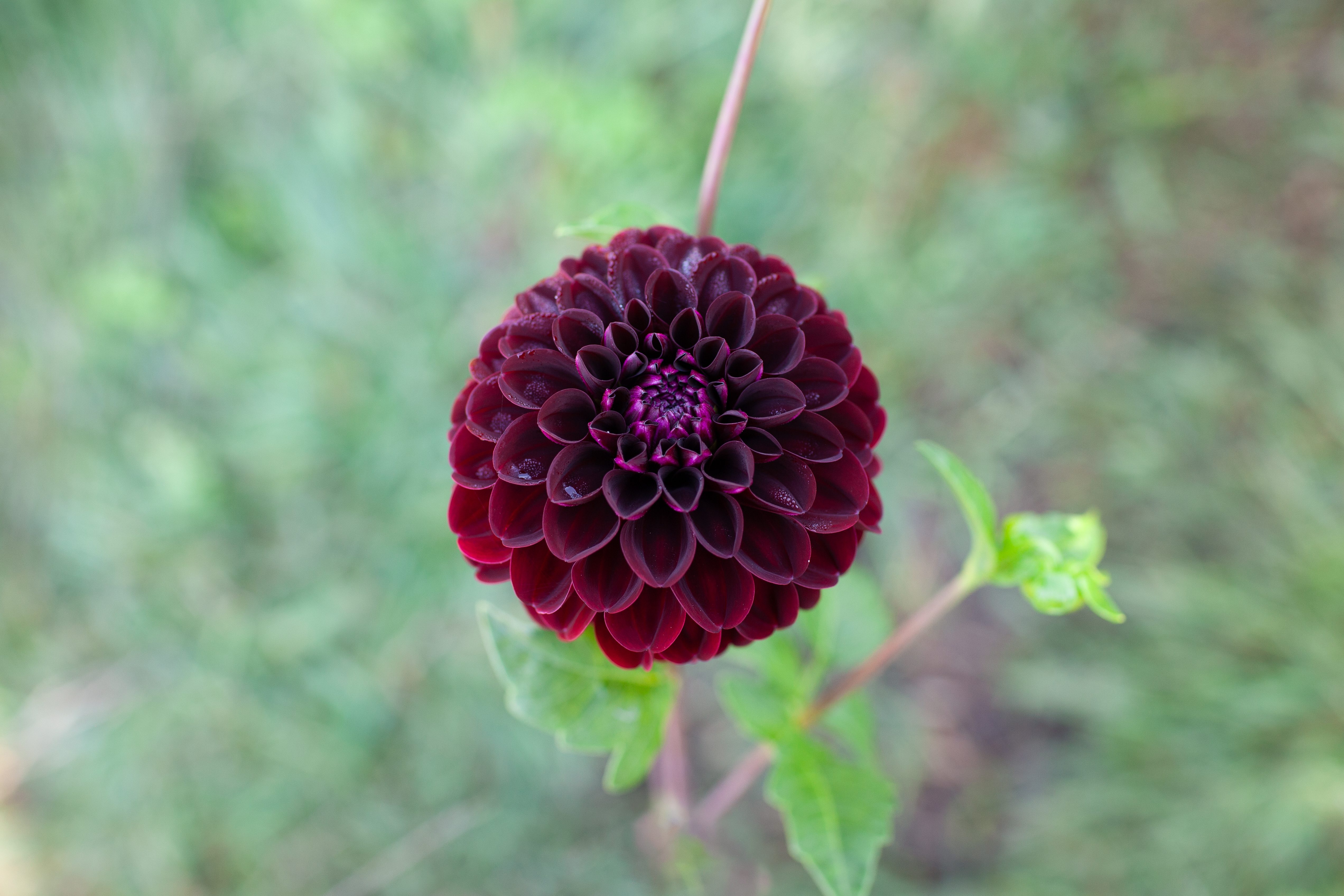 Dark Spirit dahlia