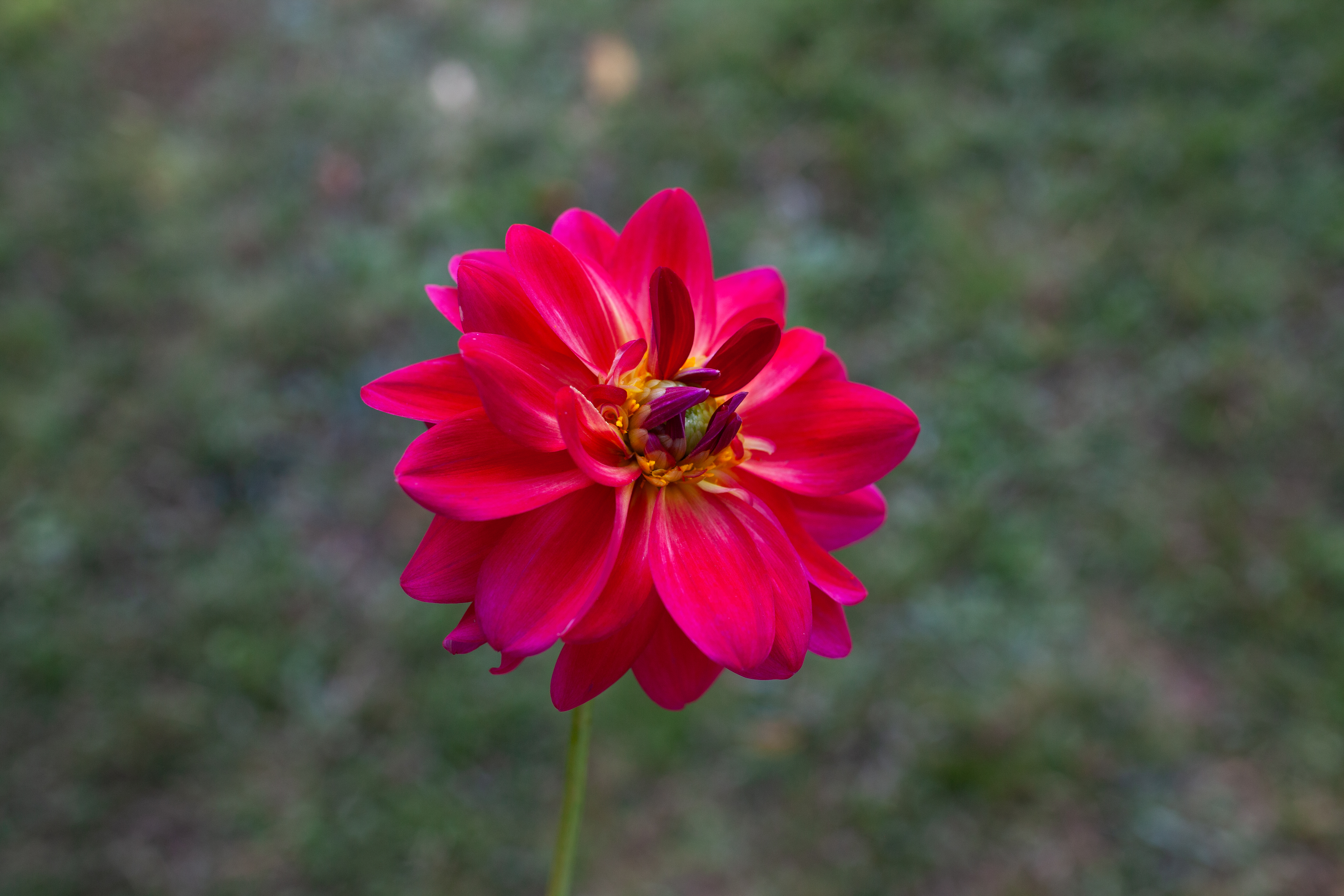 Dazzle Me dahlia