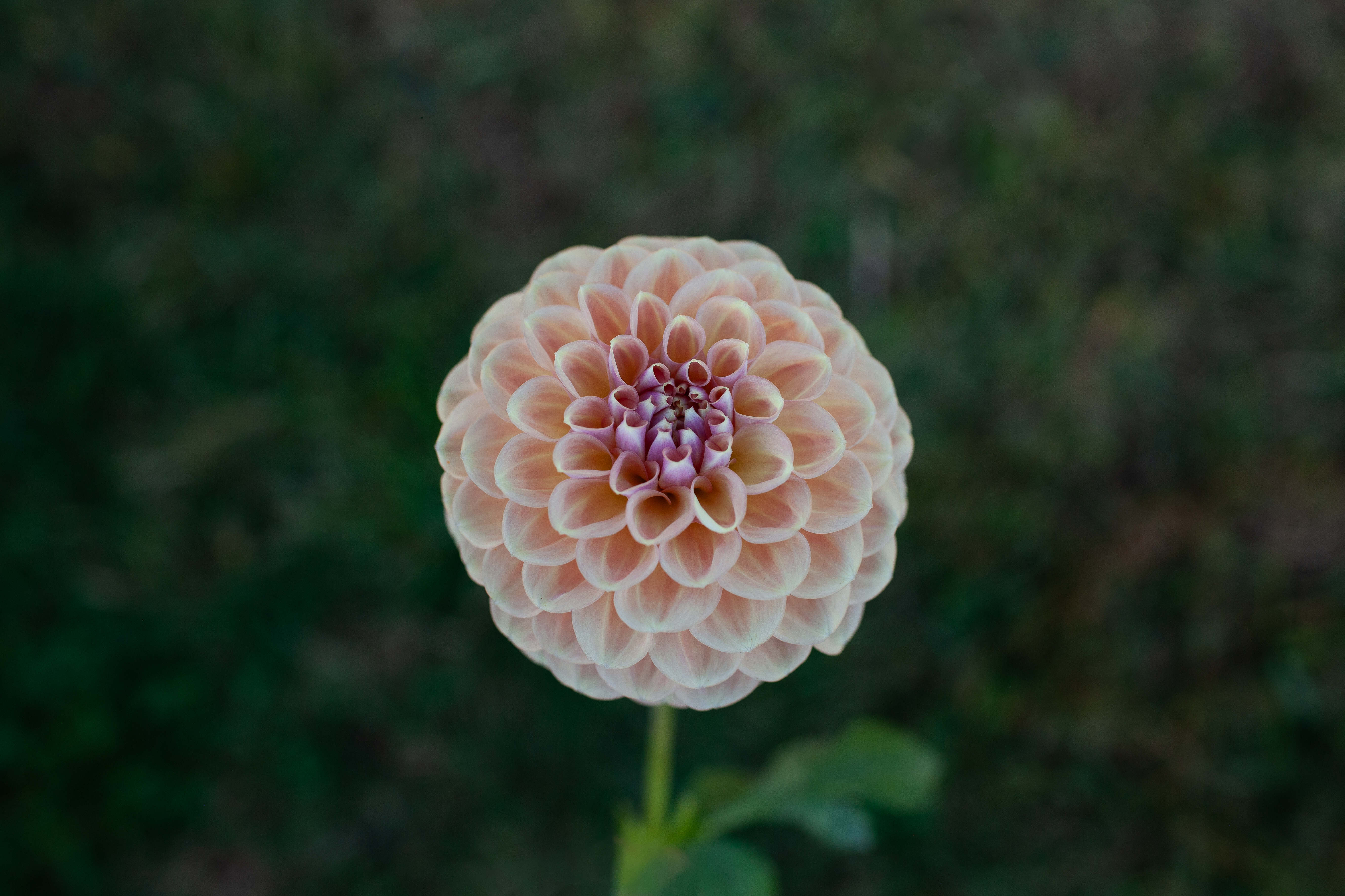 Devon Apollo dahlia
