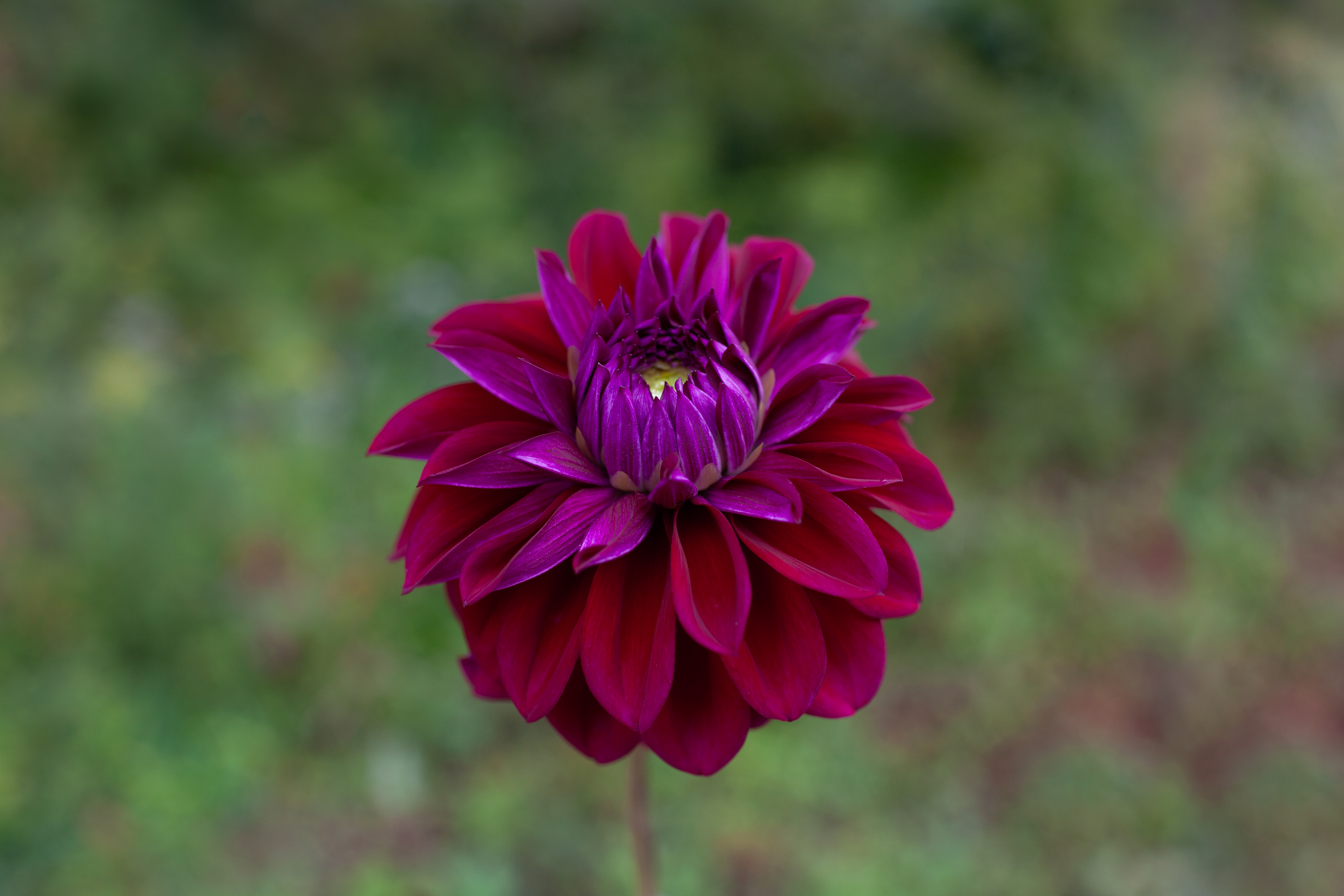 Diva dahlia