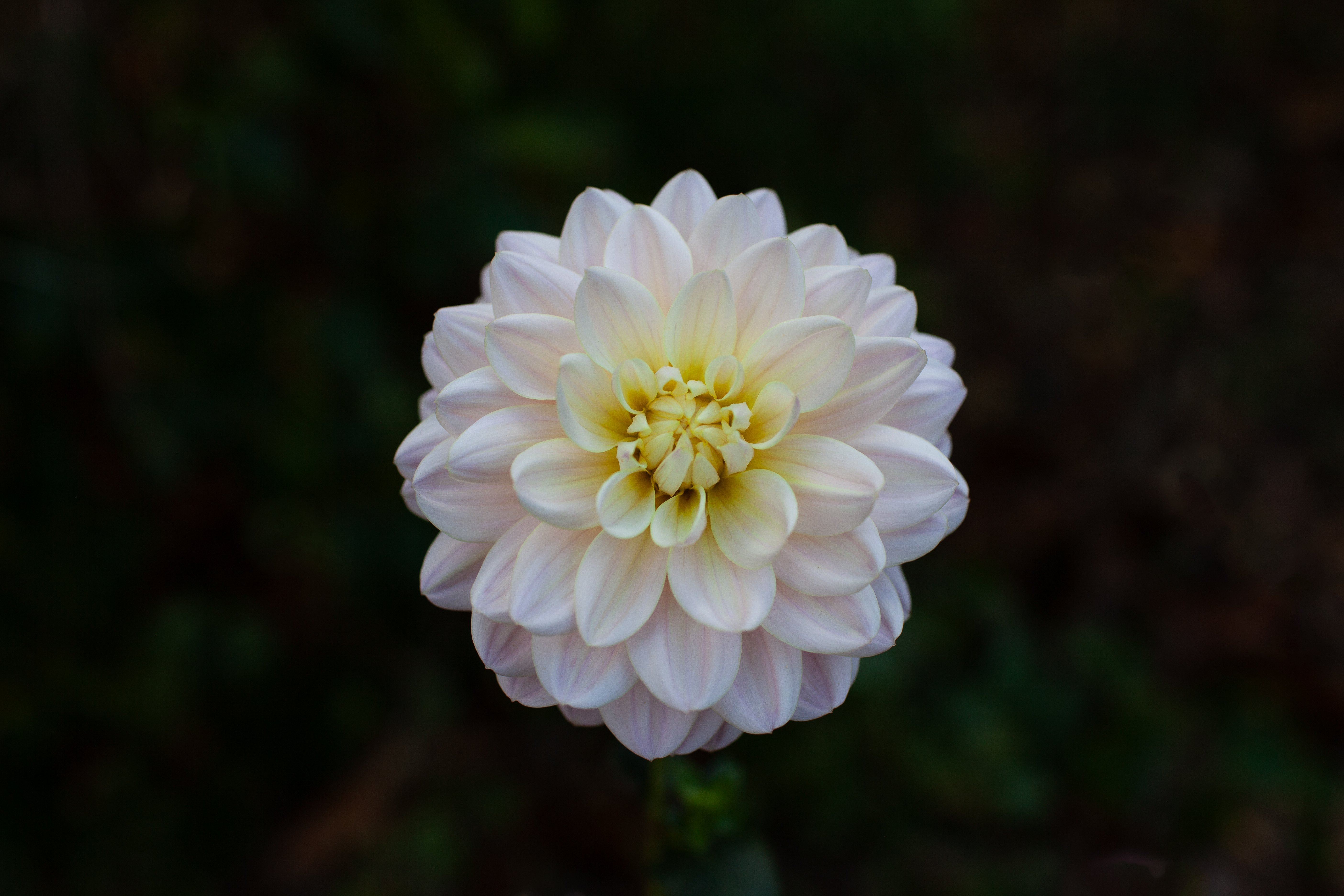 Diana's Memory dahlia