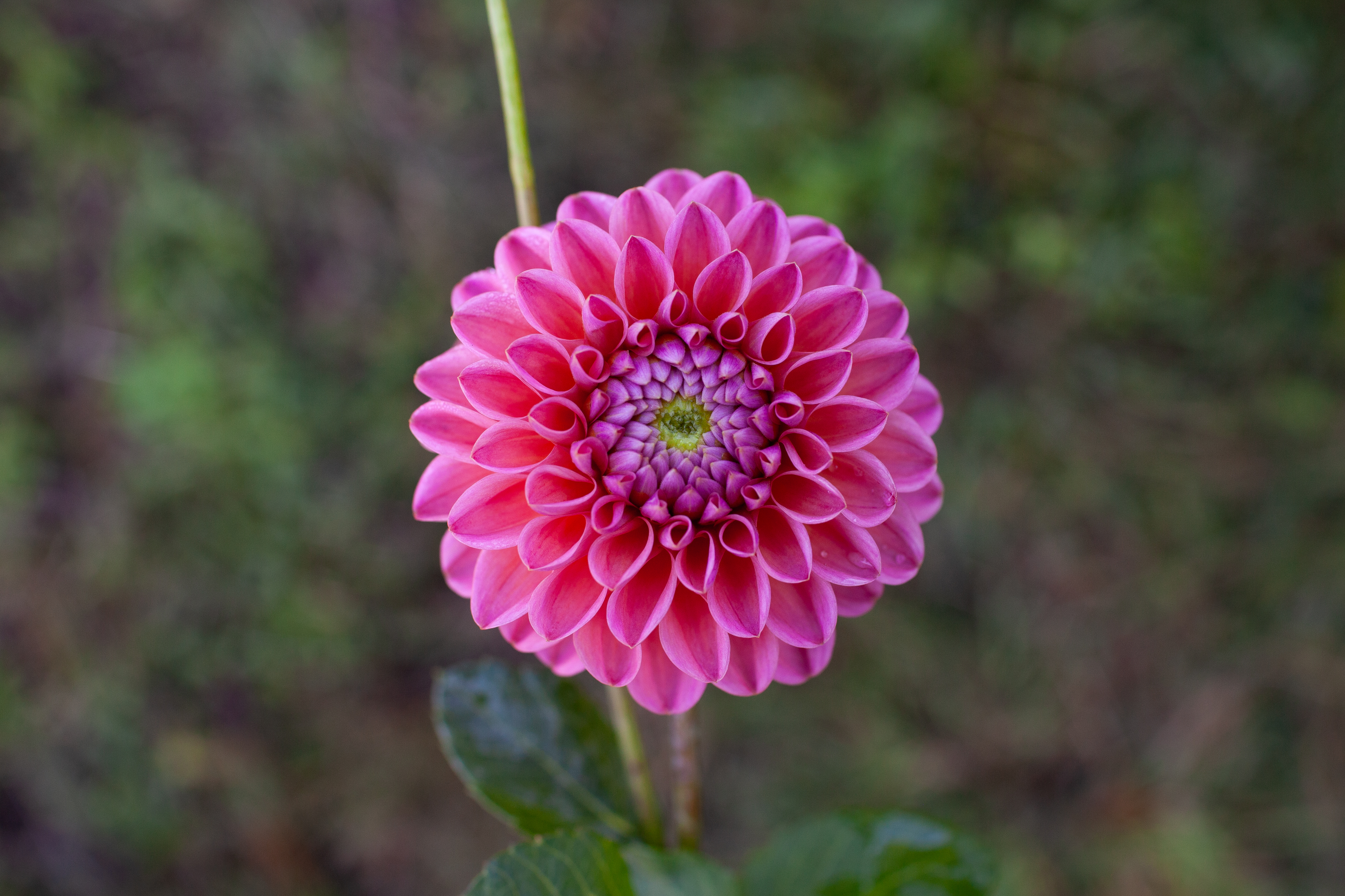 Dikara Superb dahlia