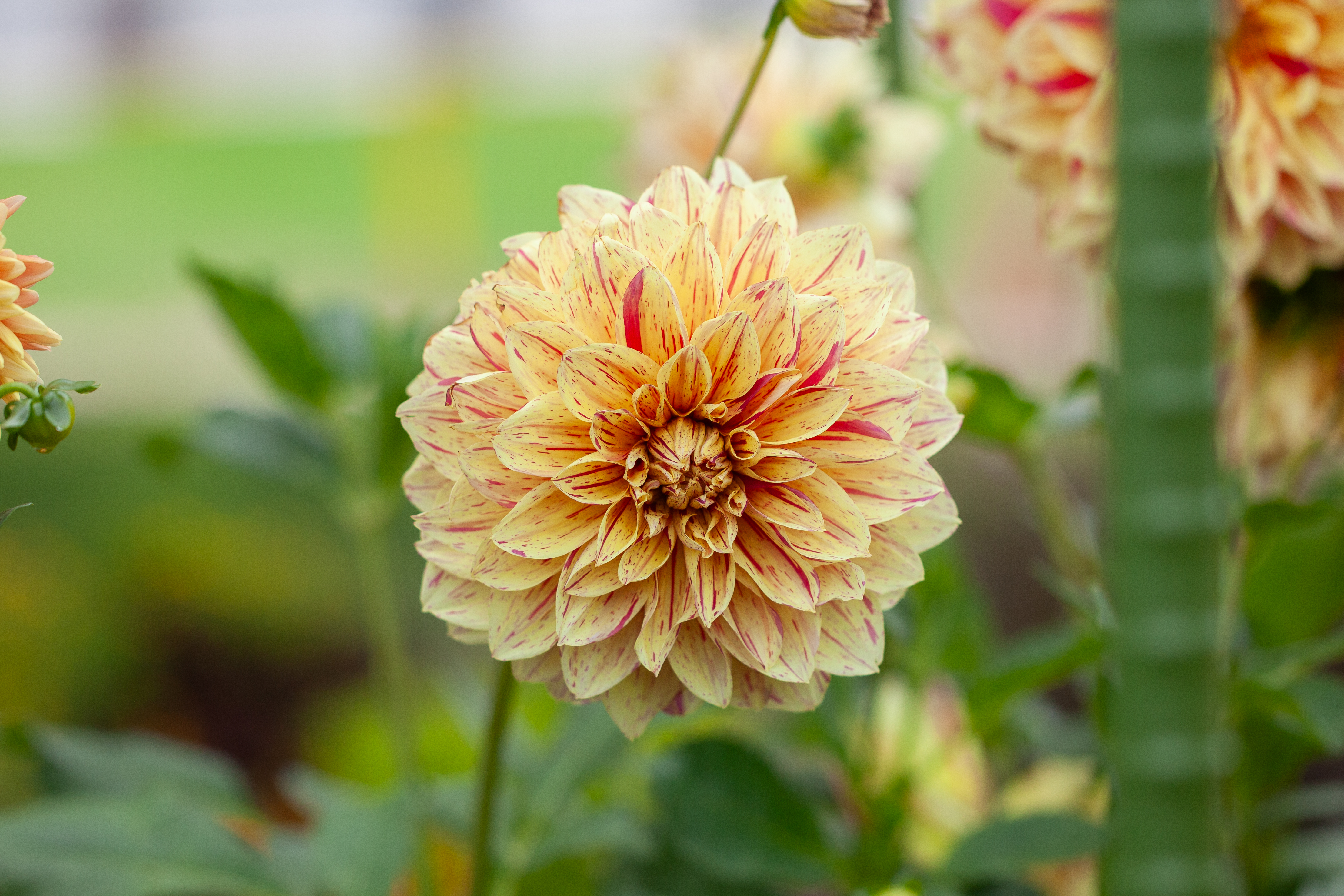 Dixie's Winedot dahlia