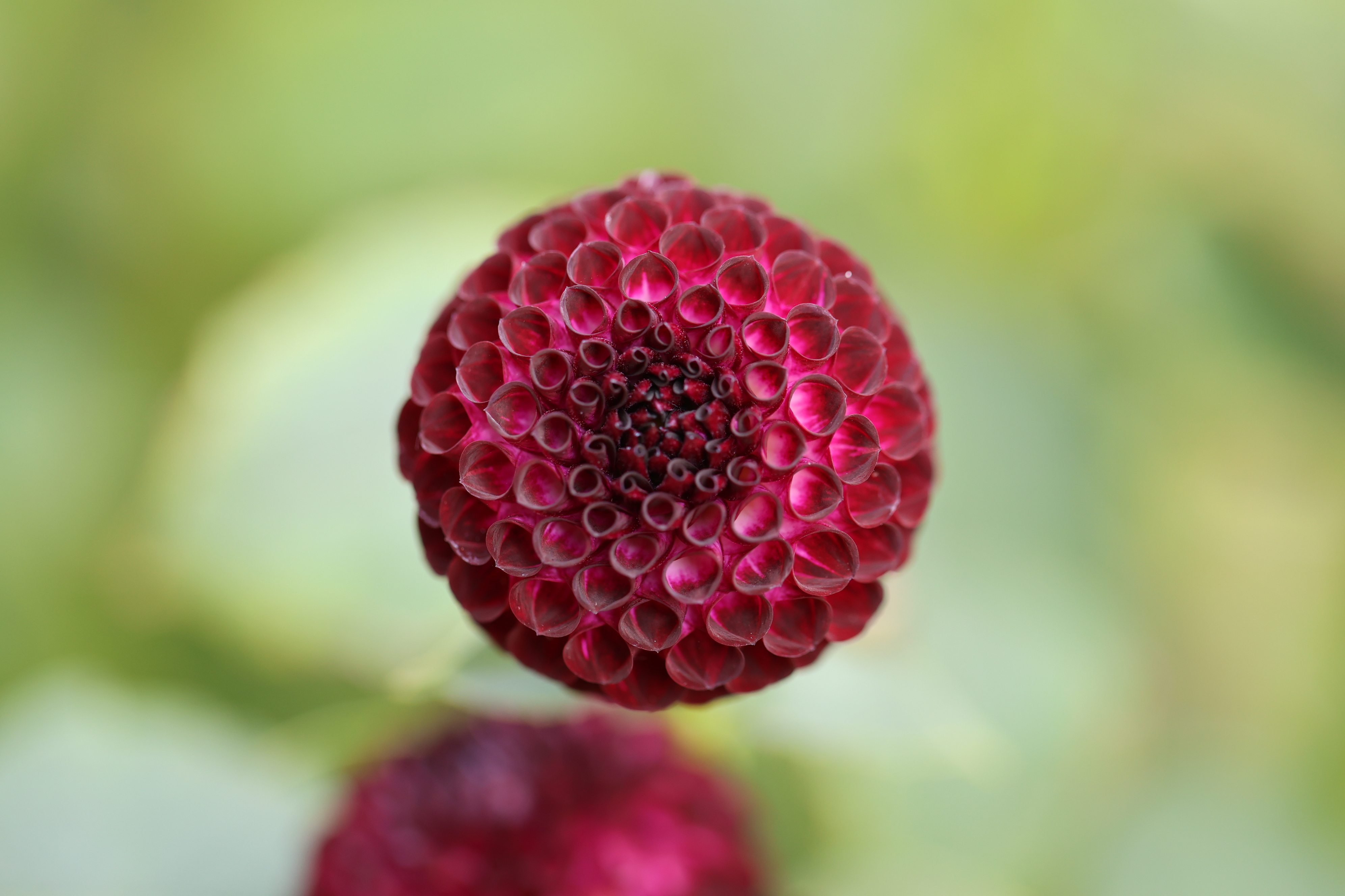Downham Peggy dahlia