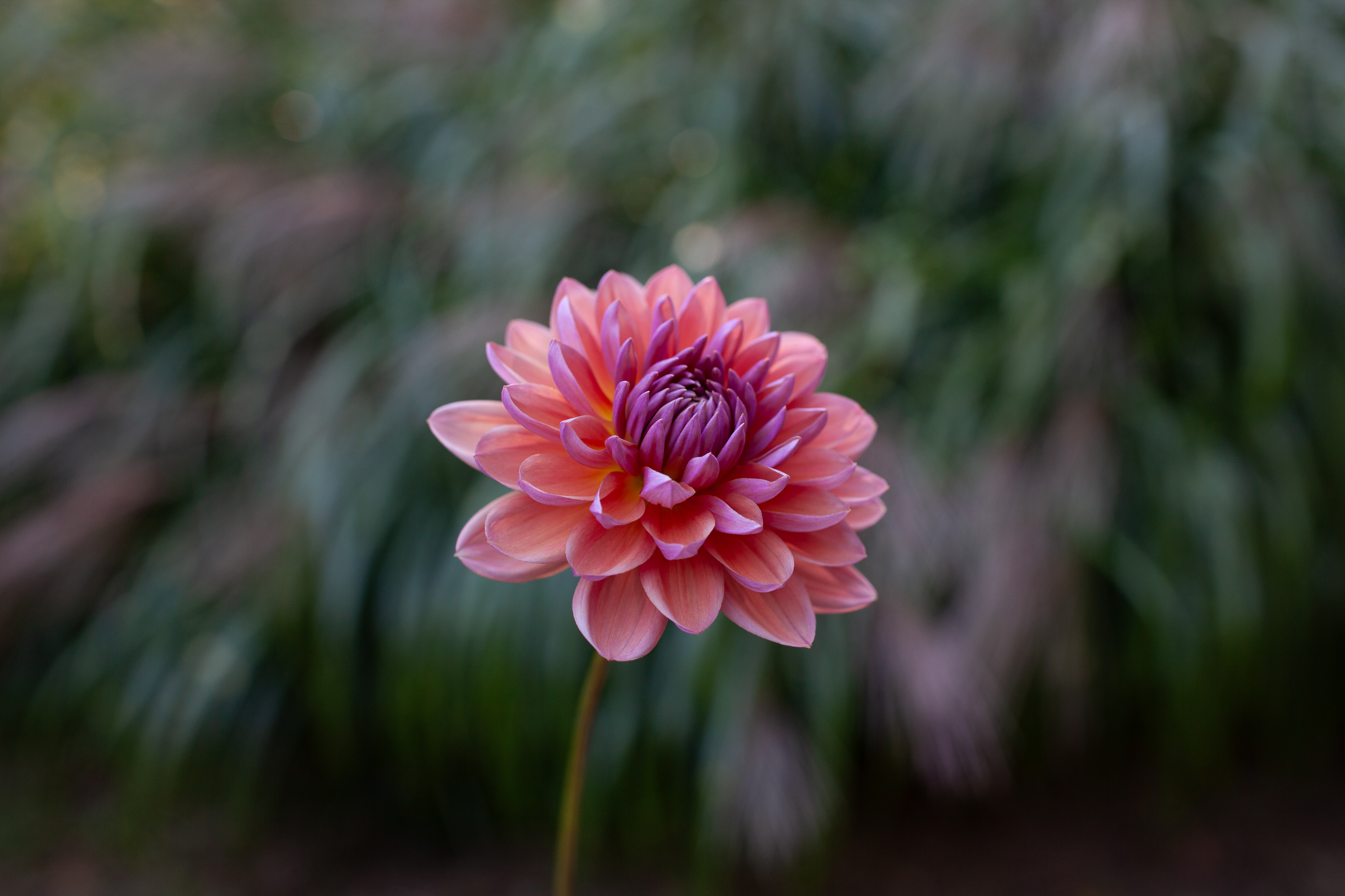 Dutch Pearl dahlia