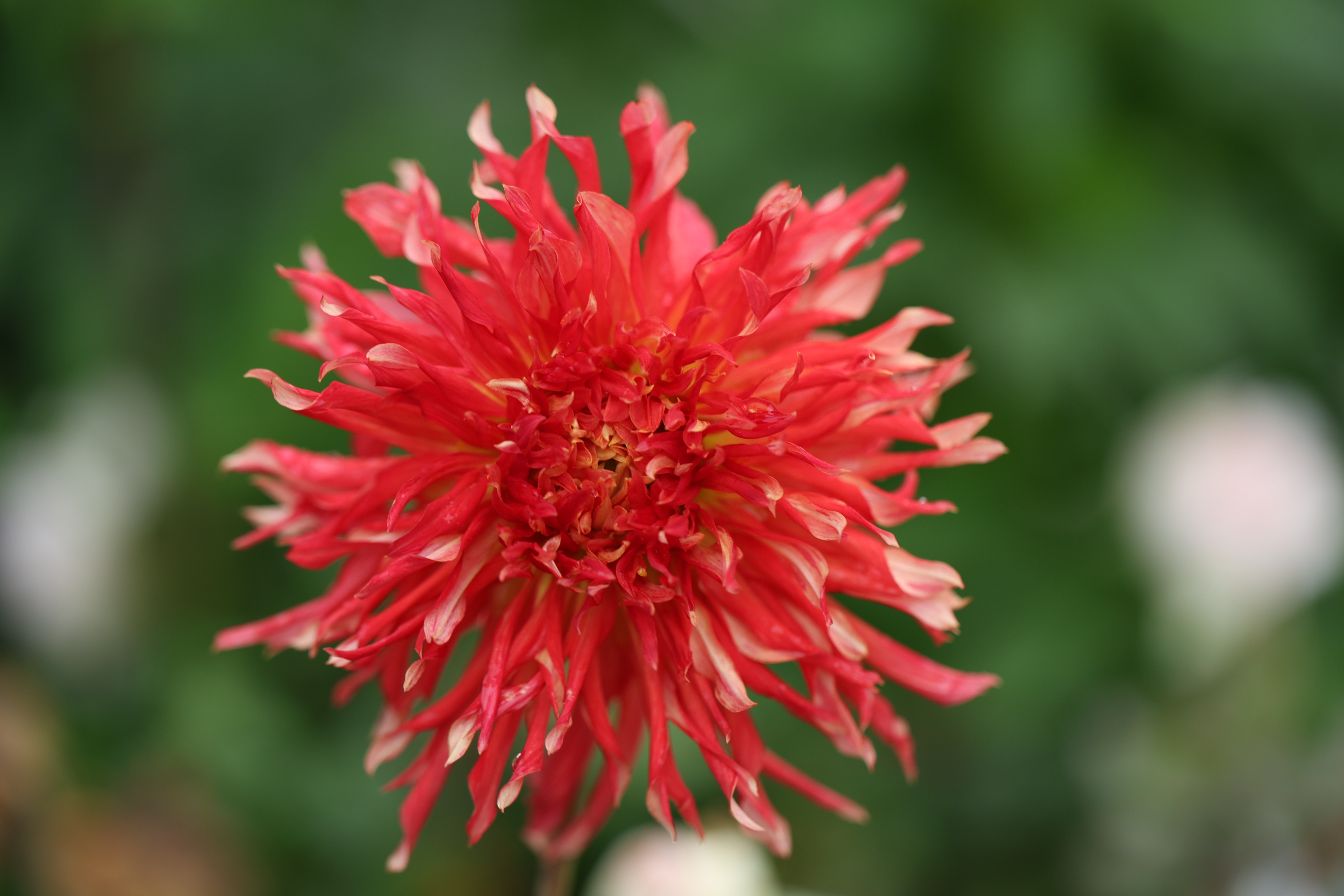 Eagle's Explosion dahlia
