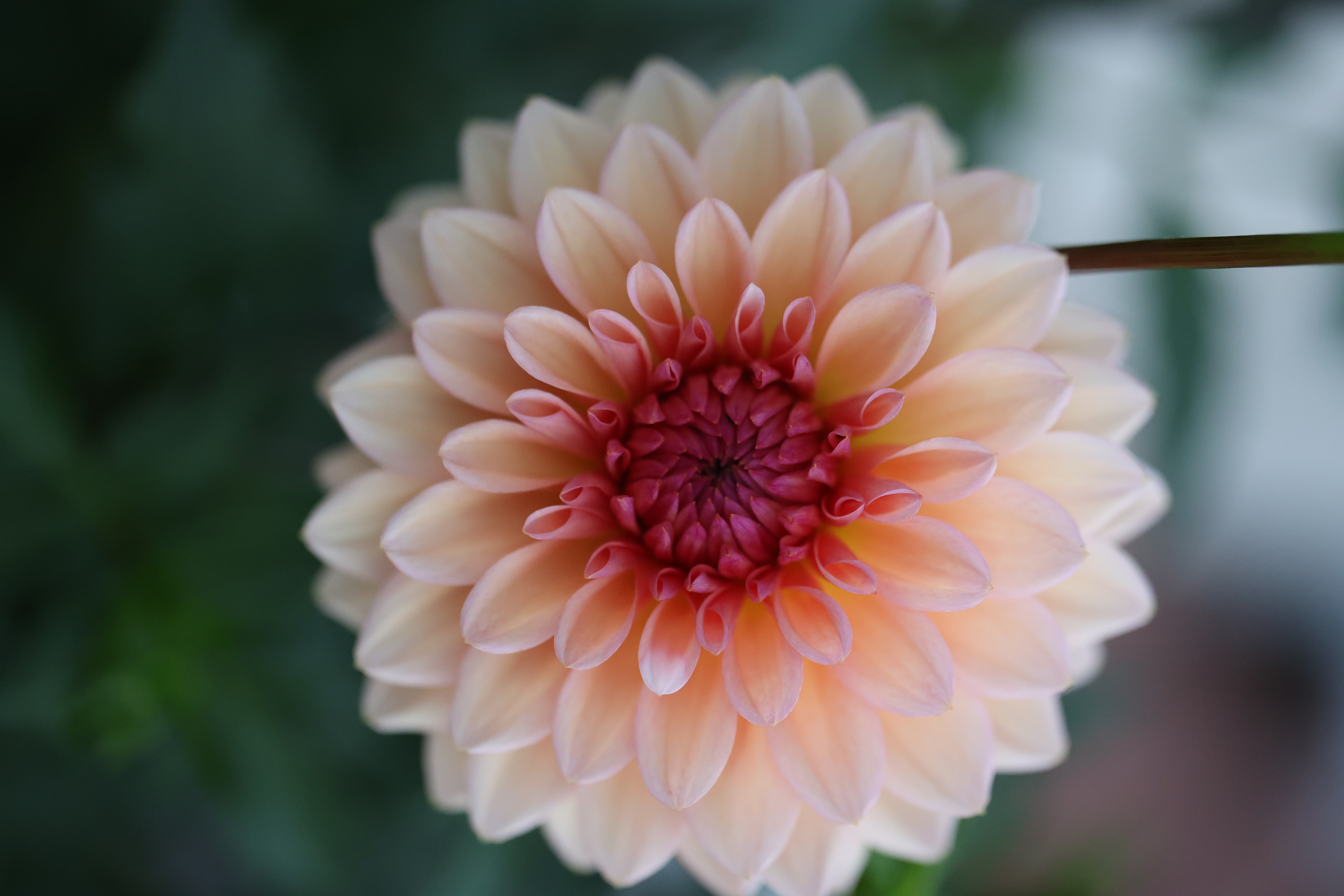 Echo Jose dahlia