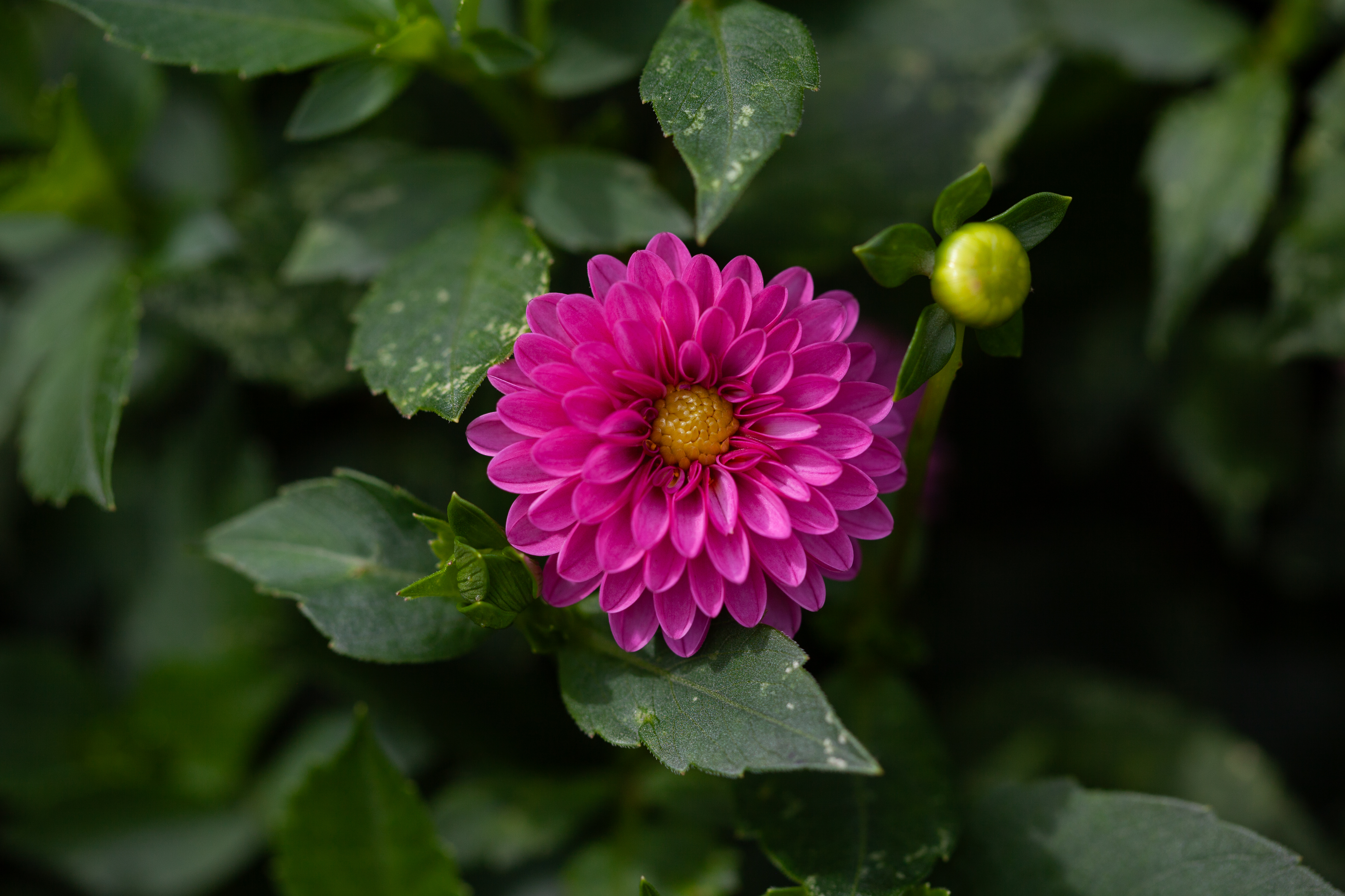 Elvira dahlia