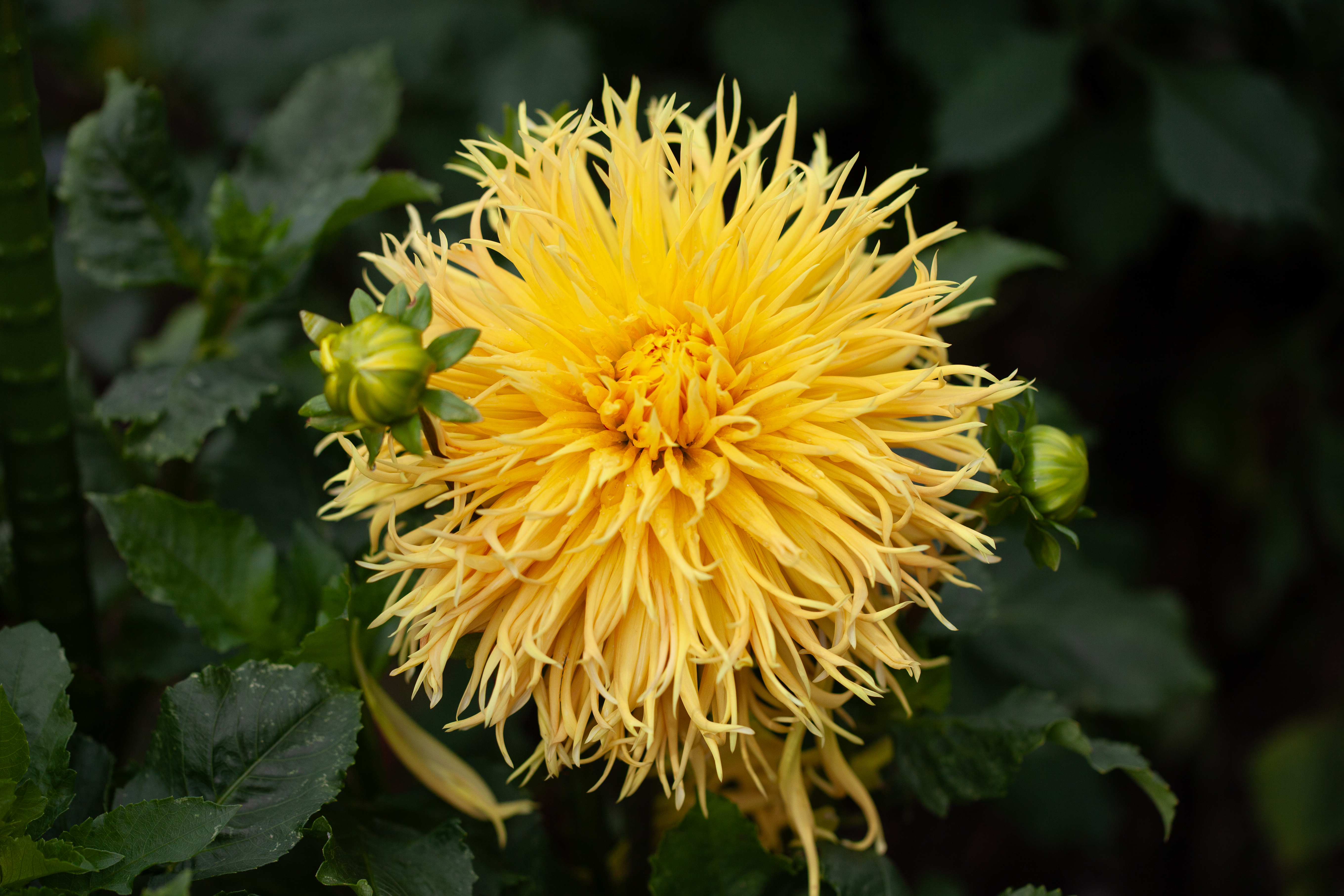 Encore dahlia