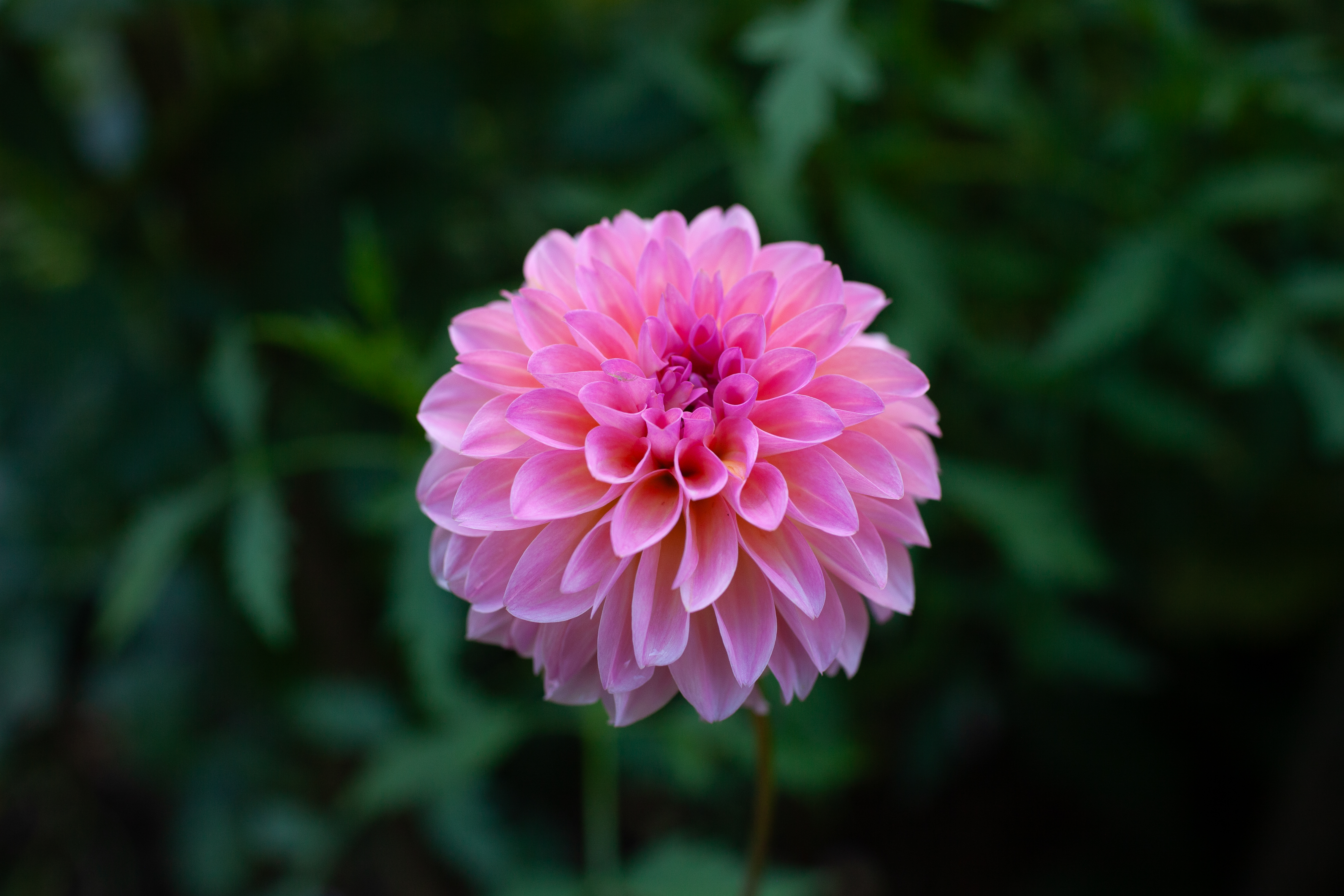 Esli dahlia
