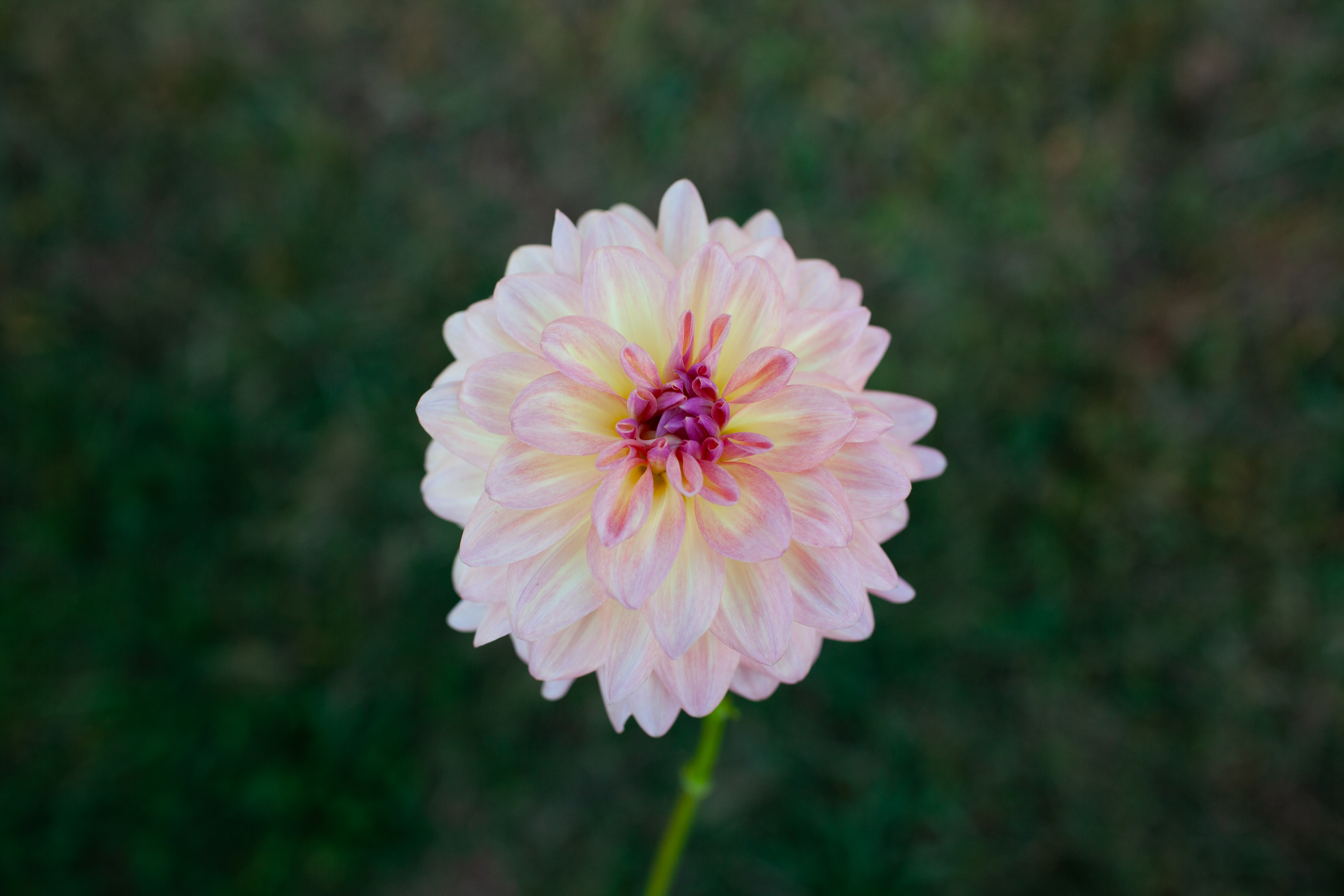 Everbloom Lullaby dahlia