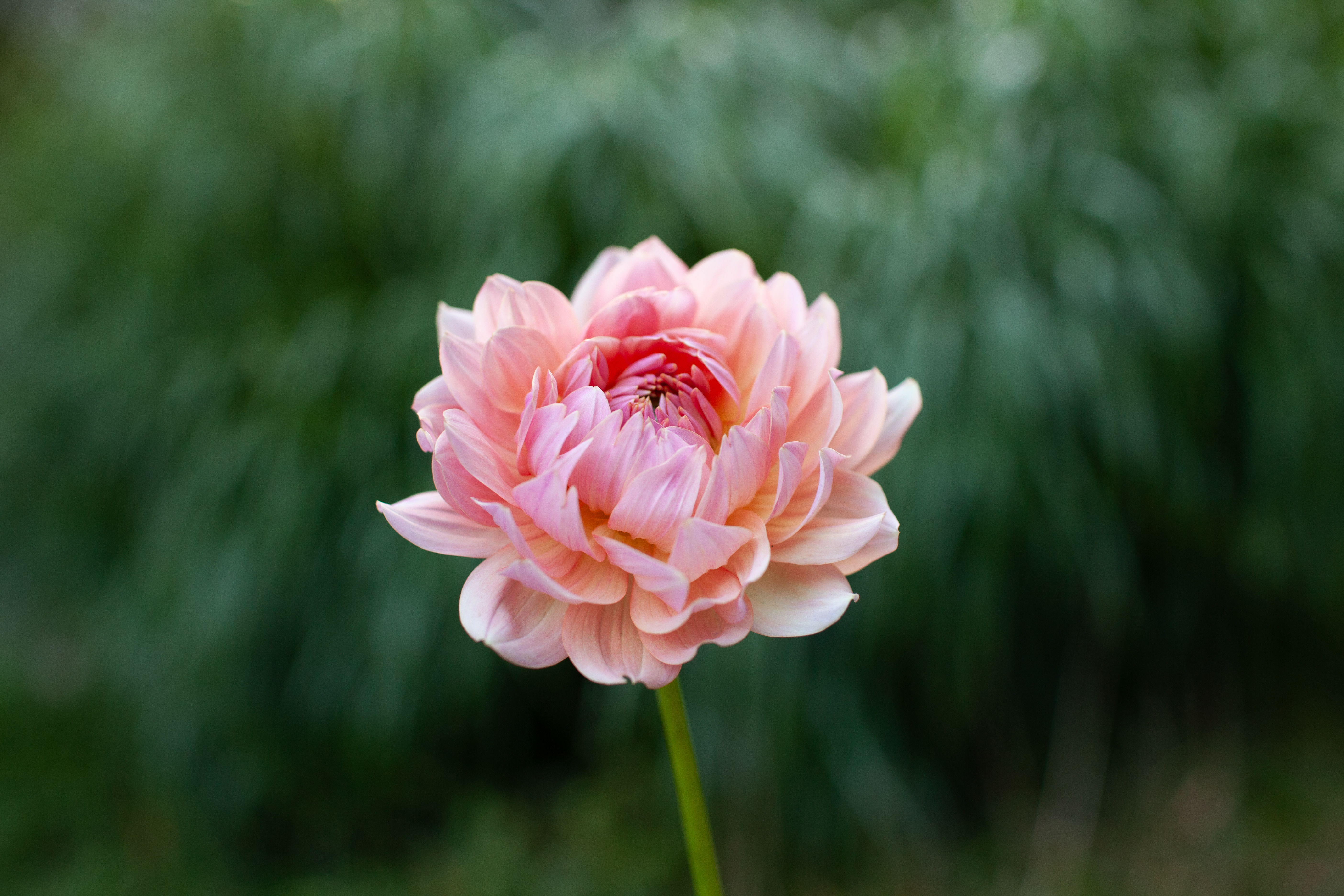 Fawn dahlia