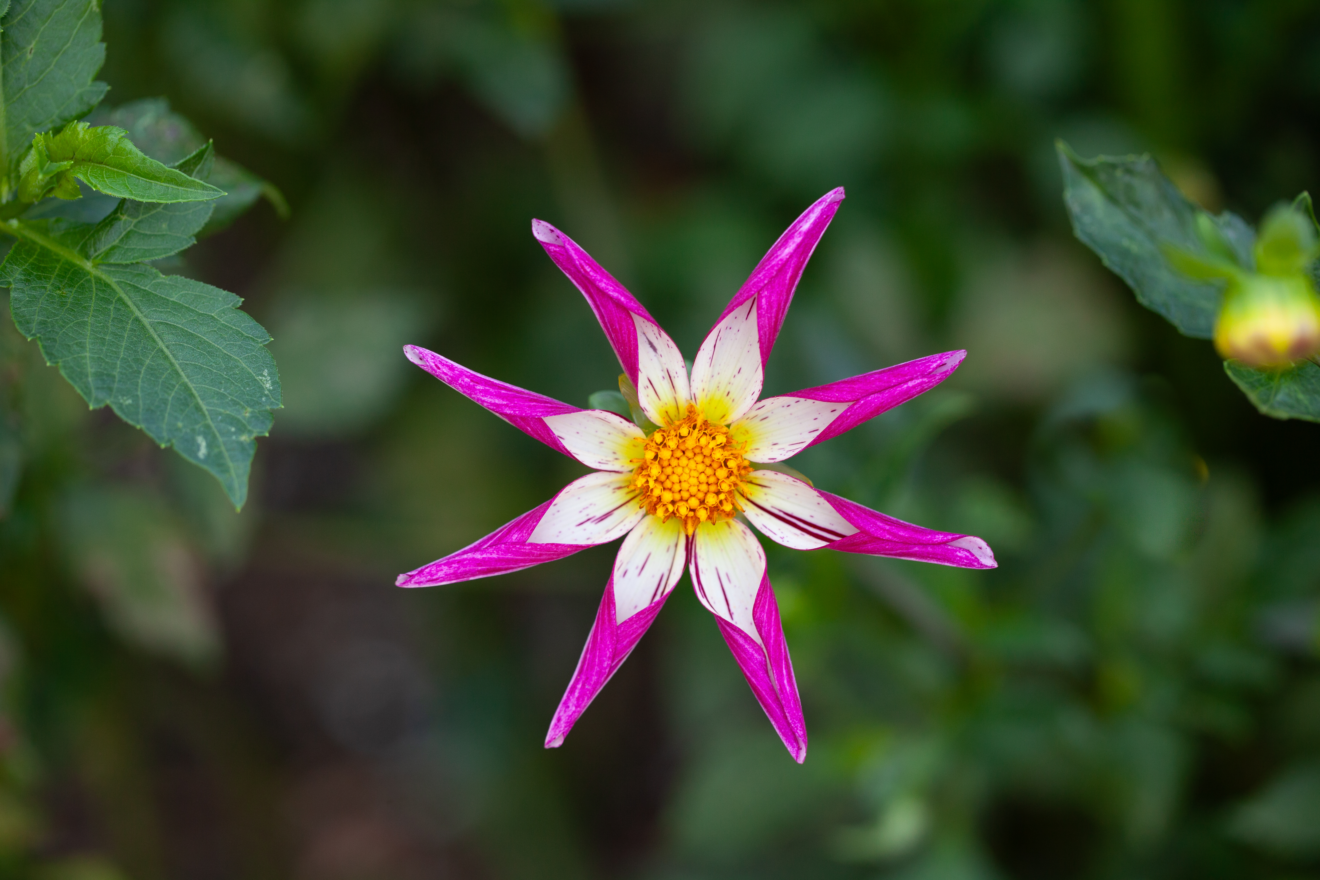 Felida Mardi Gras dahlia