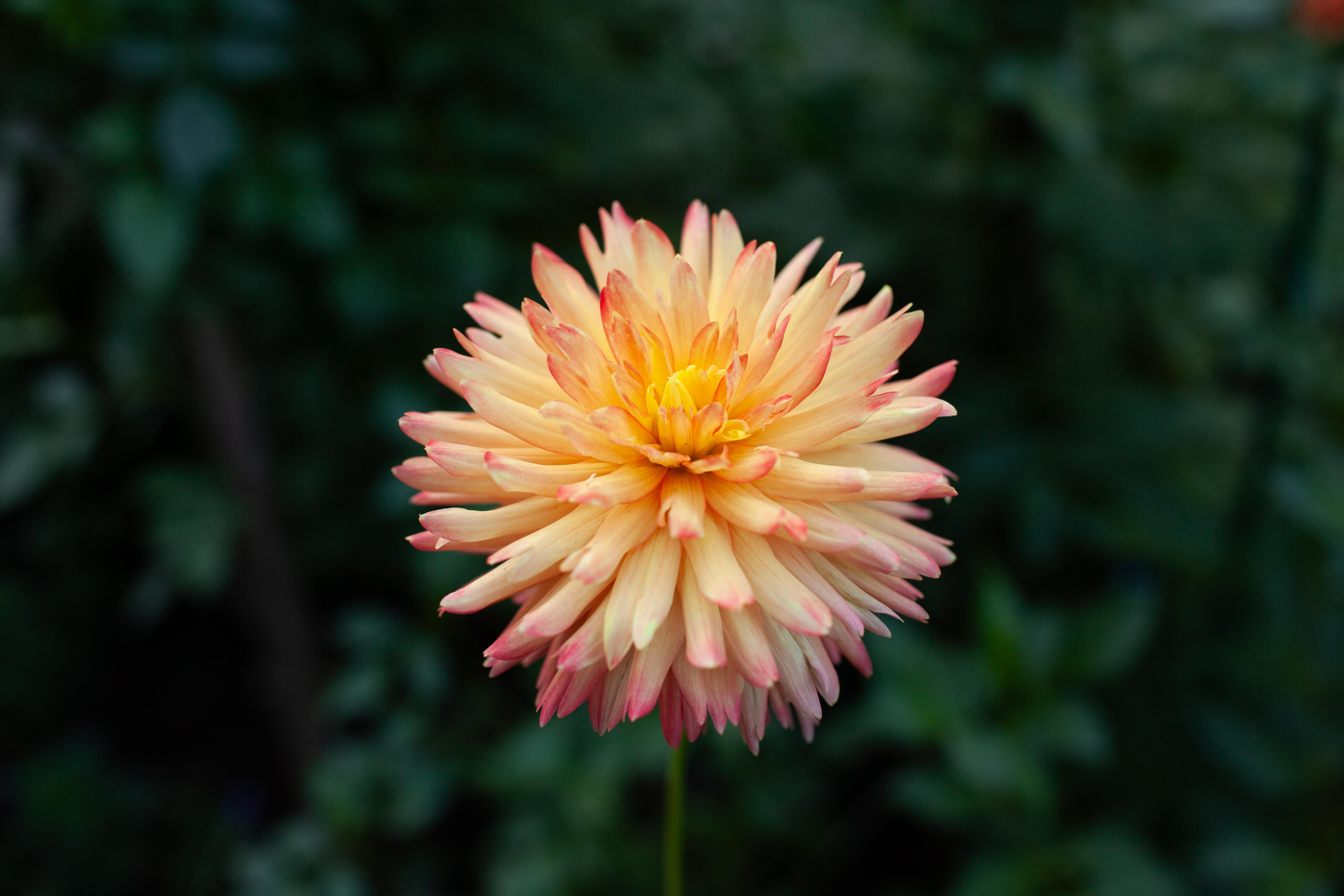 Felida Solar Flare dahlia