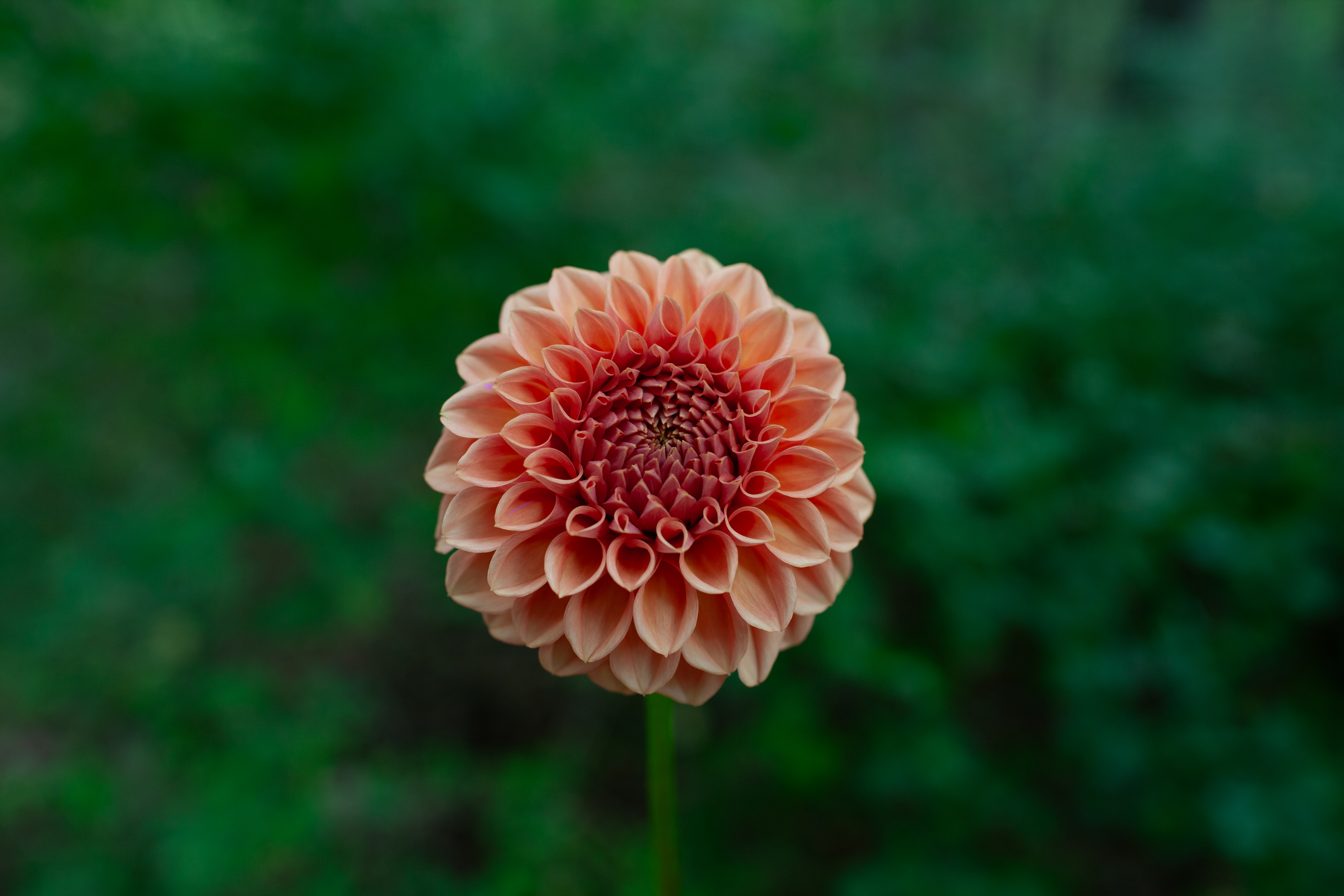 Ferncliff Apricot dahlia