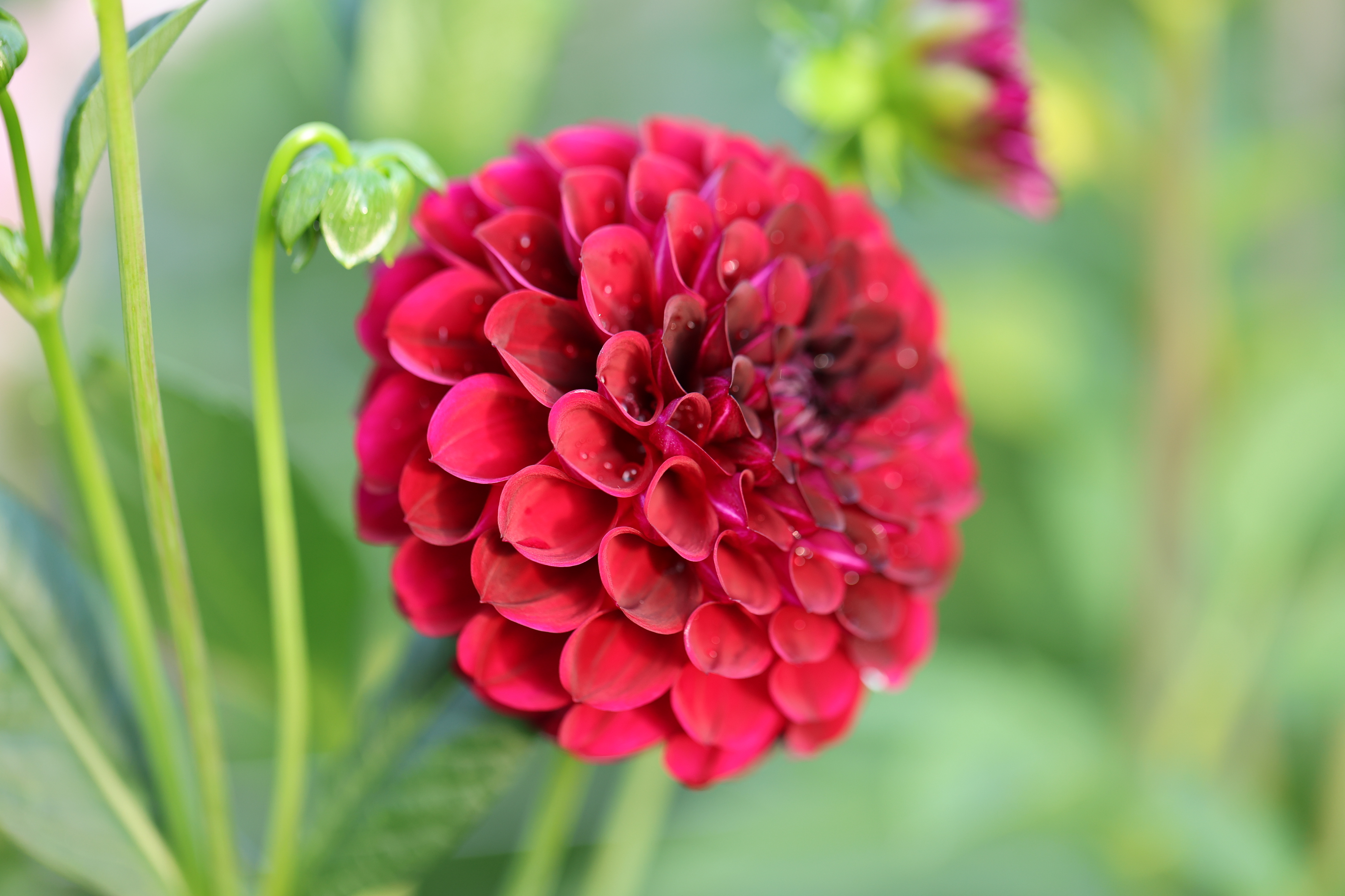 Ferncliff Black Cherry dahlia