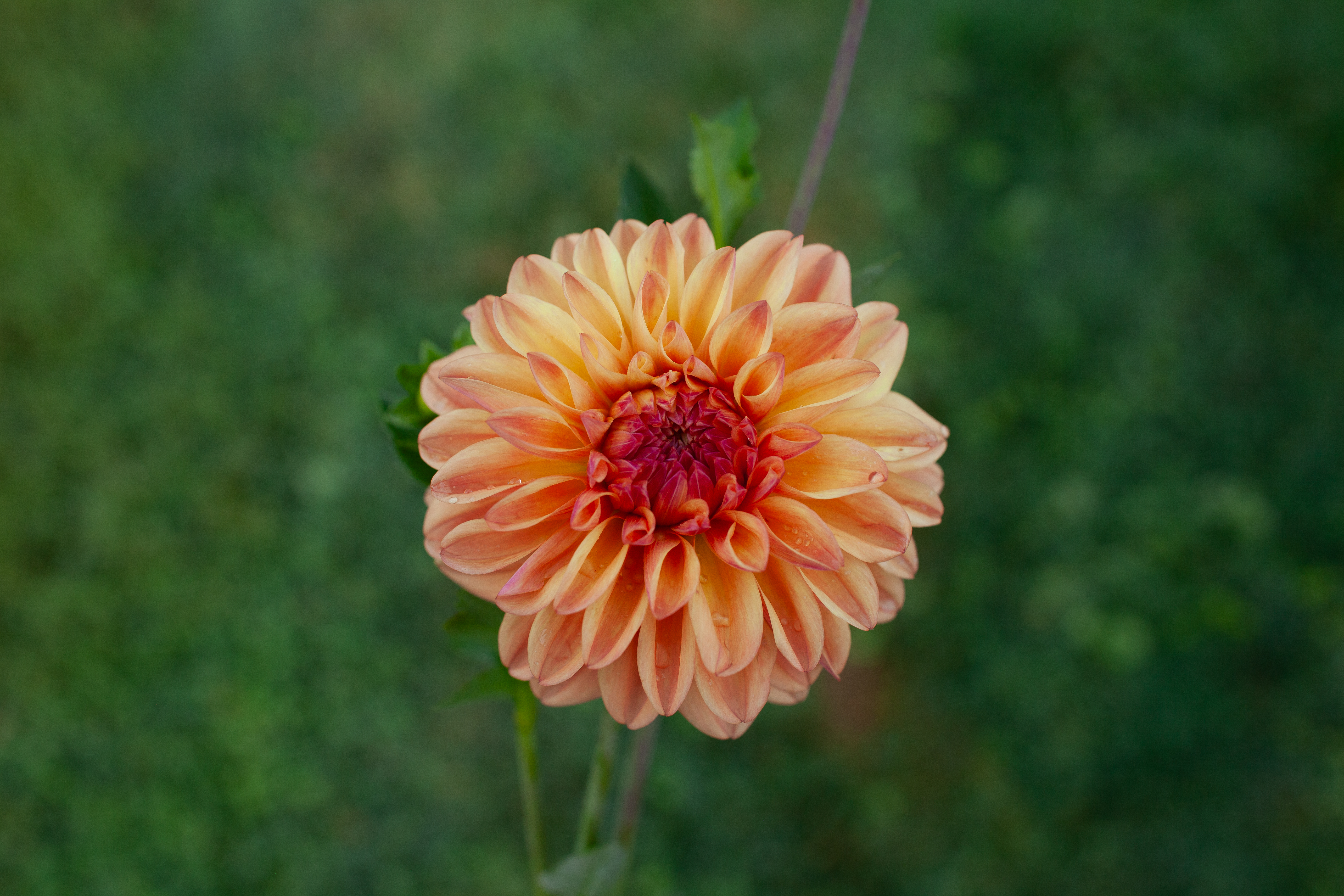 Ferncliff Copper dahlia