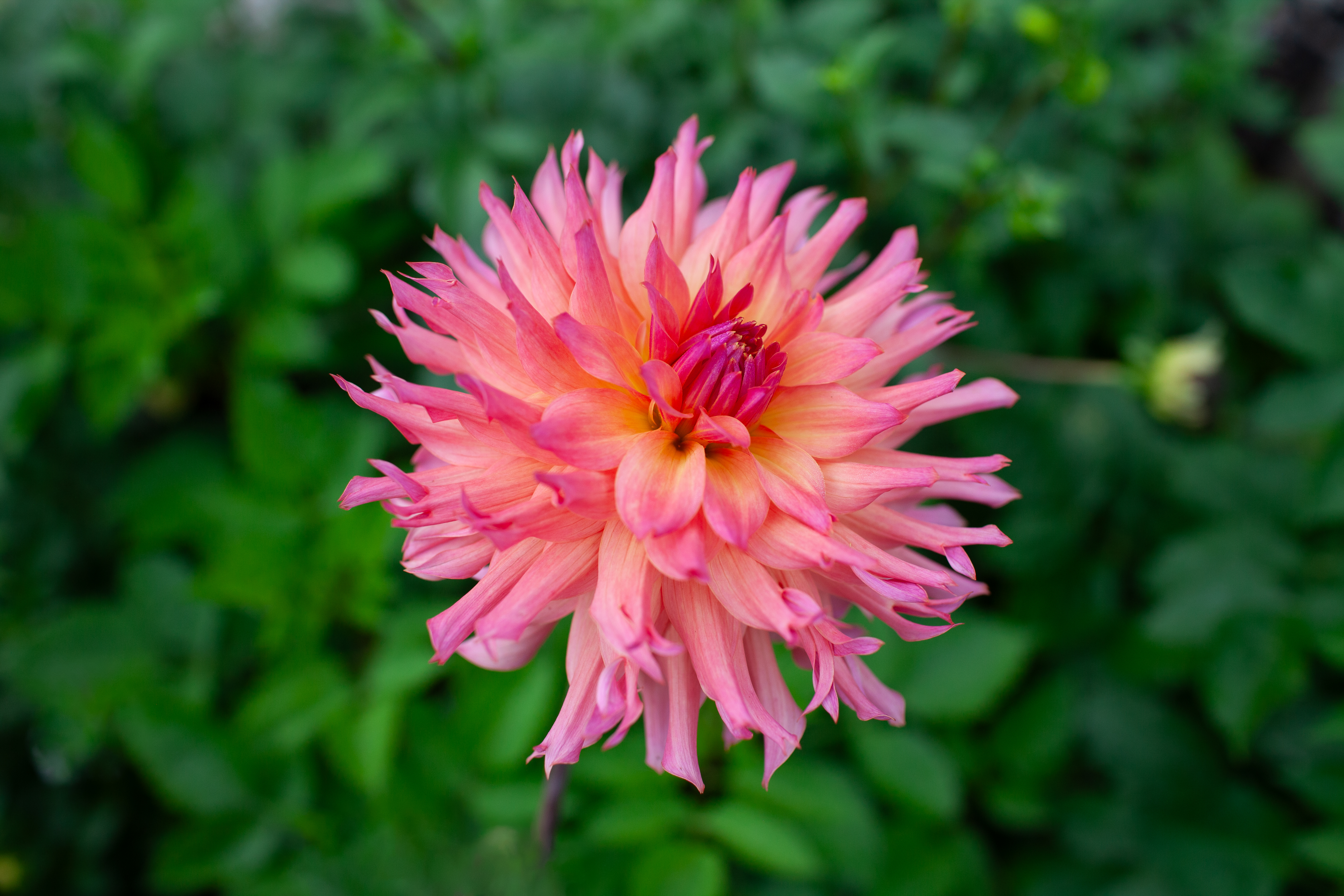 Ferncliff Inspiration dahlia