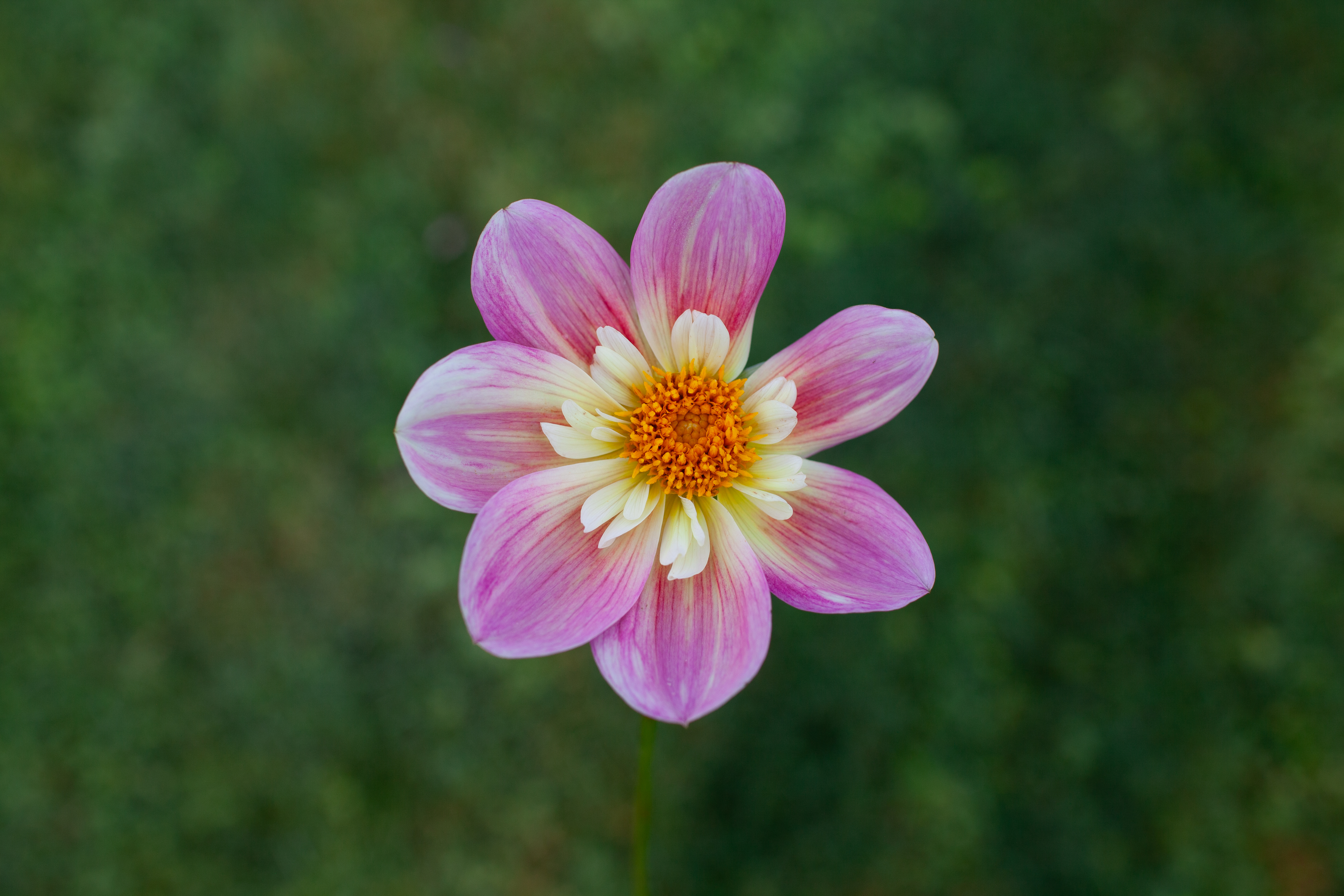 Ferncliff Dolly dahlia