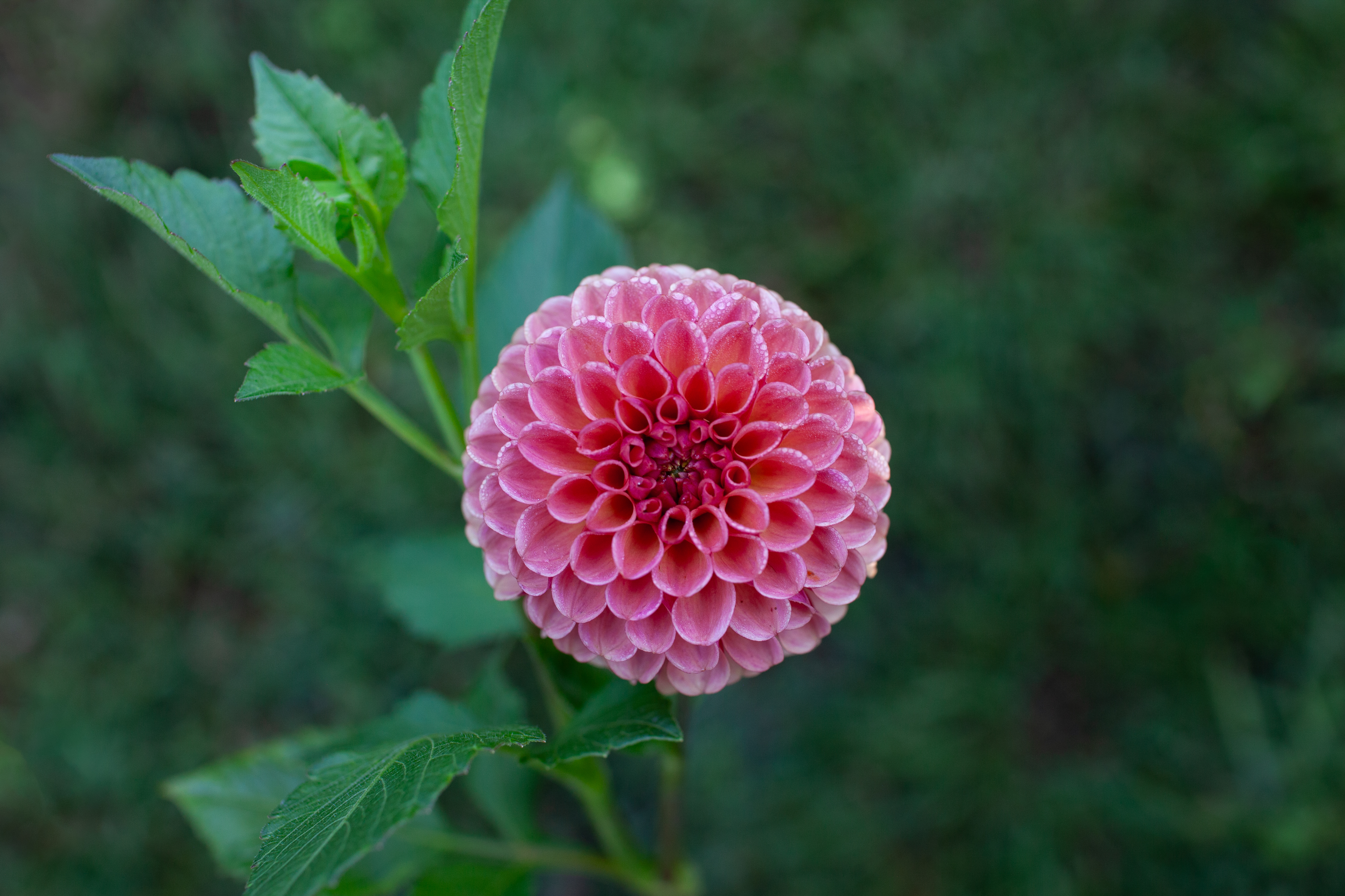 Ferncliff Kathleen dahlia