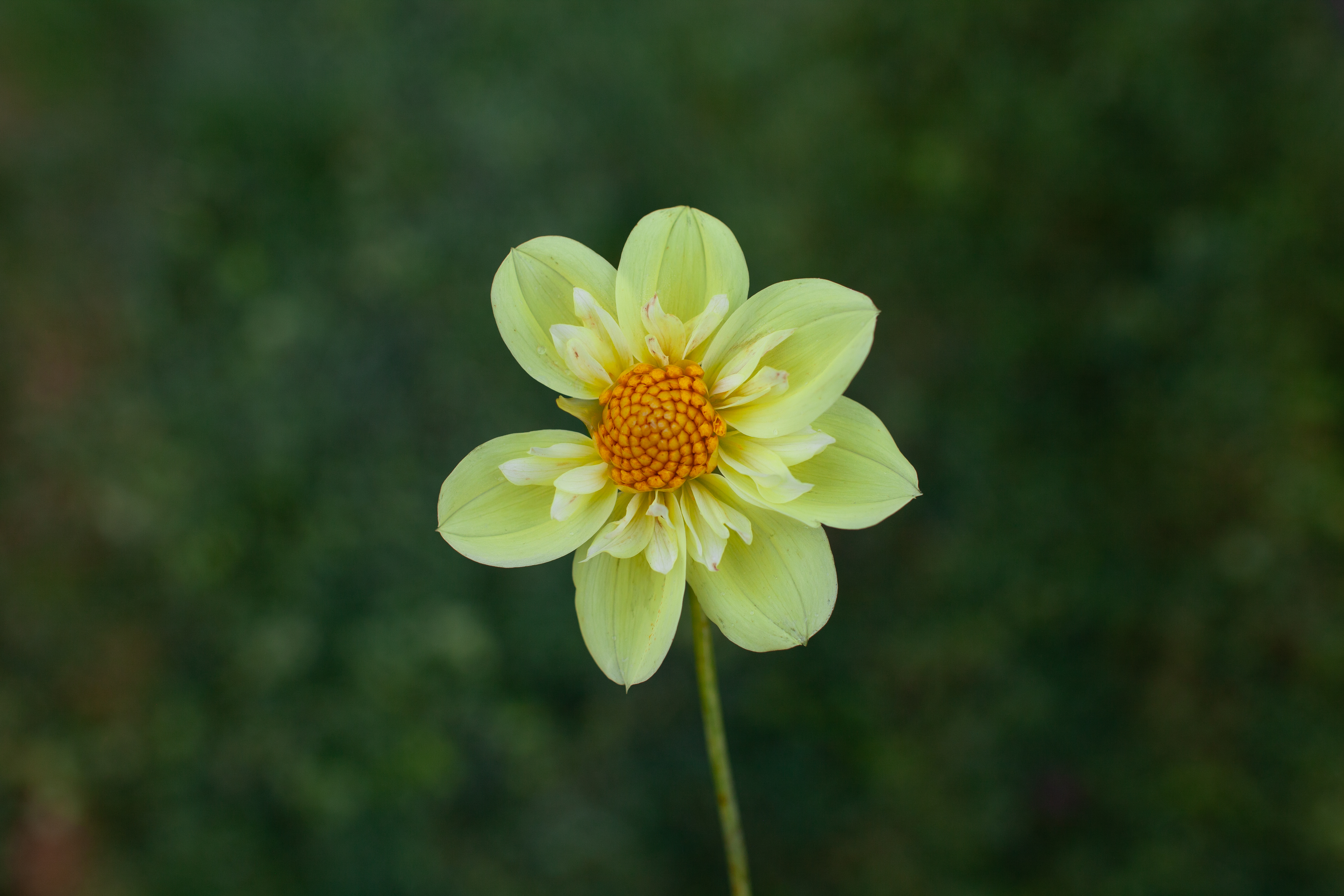 Ferncliff Lemon Kiss dahlia