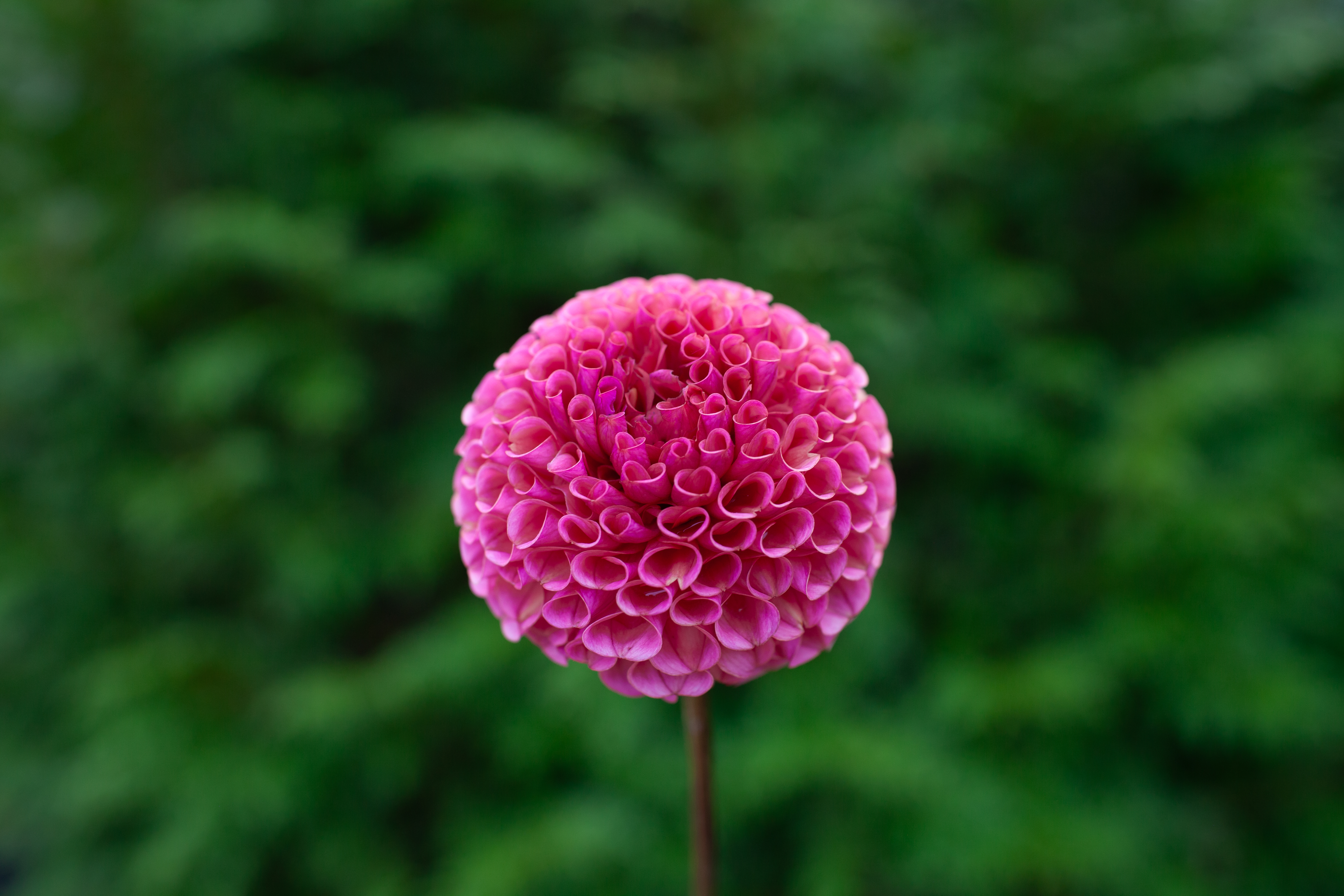 Ferncliff Rusty dahlia
